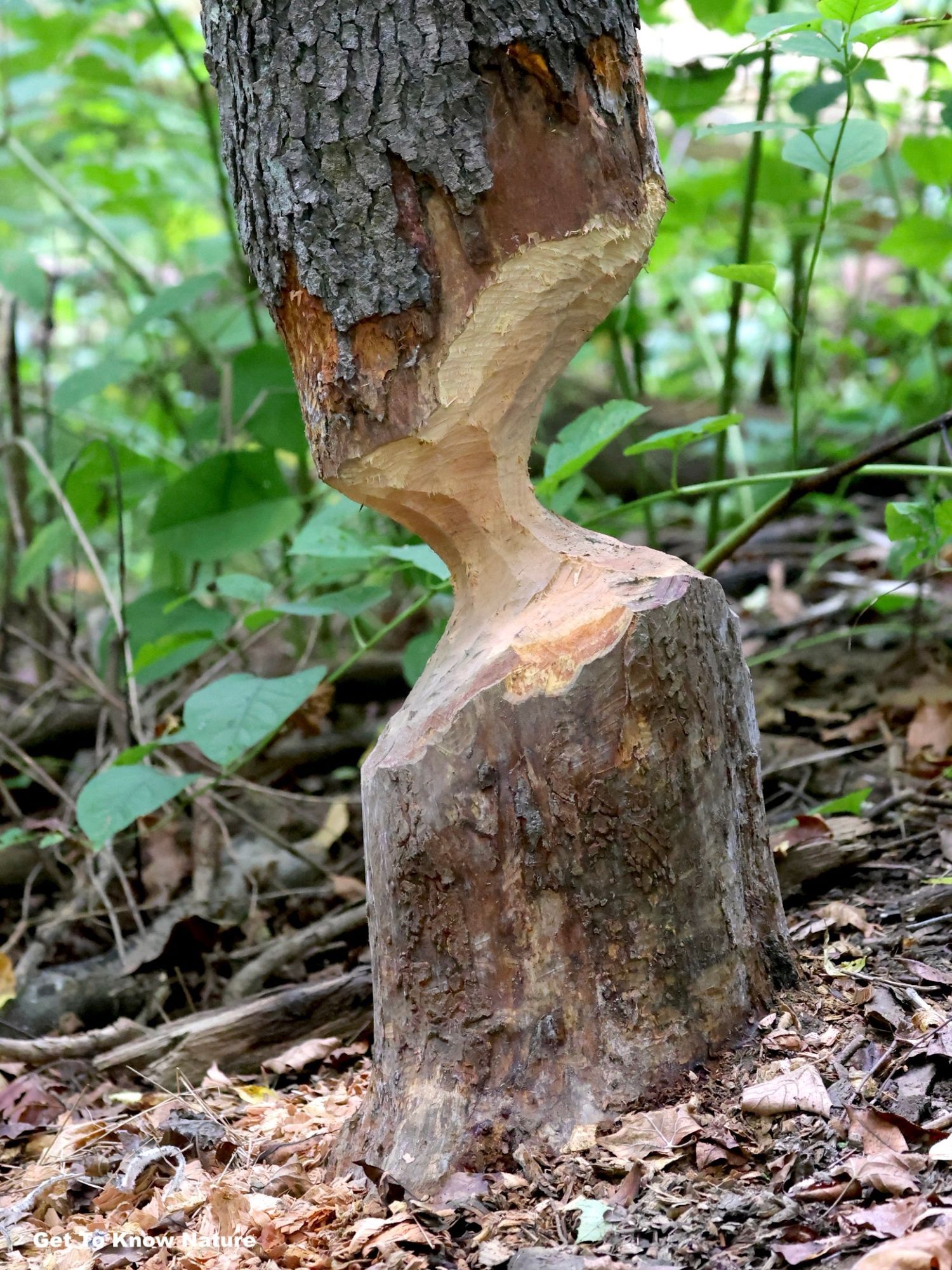 A standing tree trunk has been gnawed on both sides, leaving a narrow section still supporting it. On the ground are a lot of wood shavings