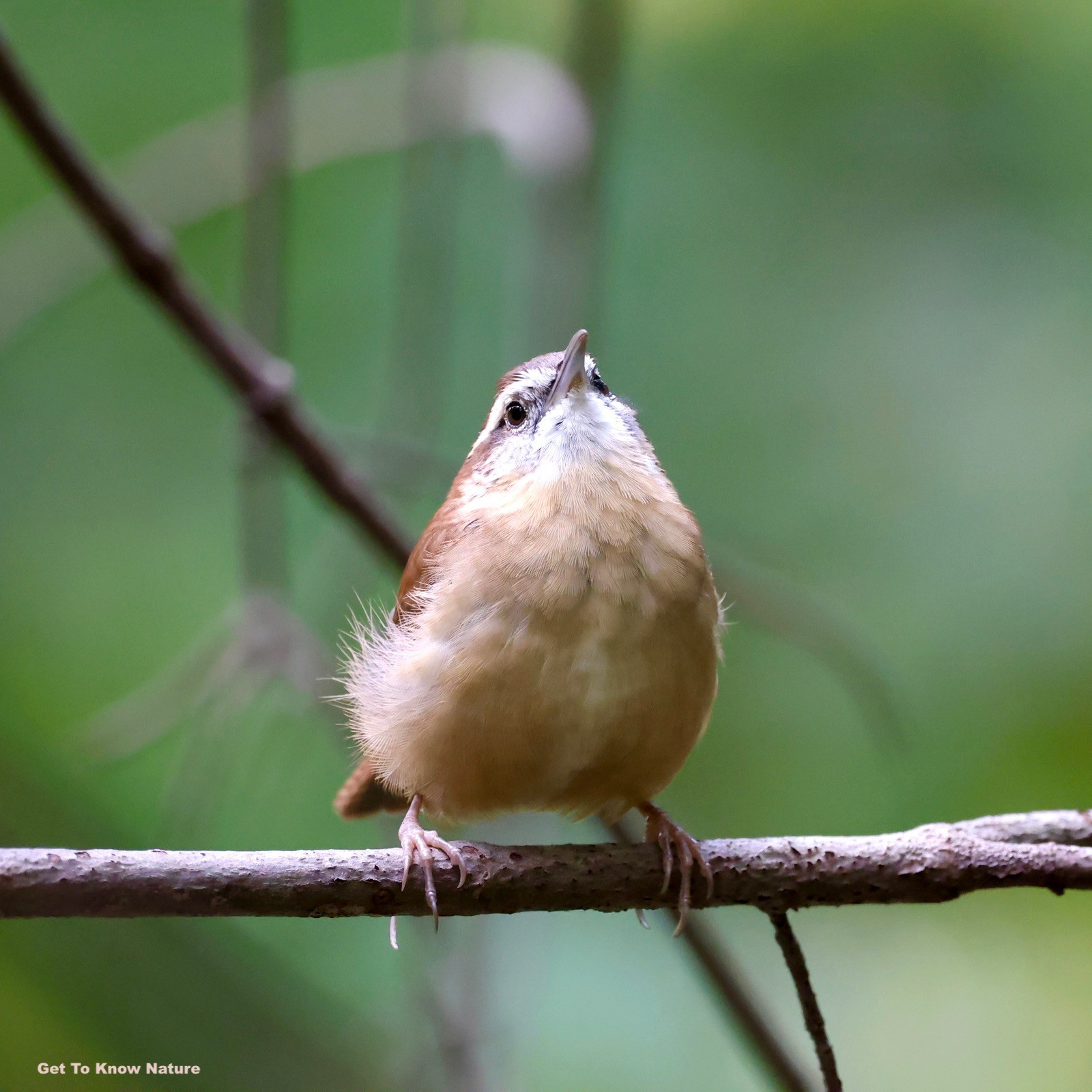 A small brown bird stands on a horizontal branch. Its feather are poofed out and it's beak is pointing up in the air