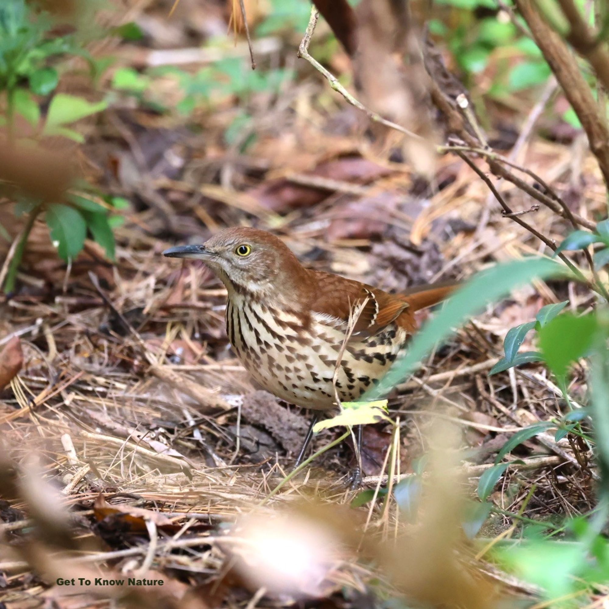 A reddish brown bird with a white streaked breast and a round yellow eye stands on the ground among green and brown leaves and stems