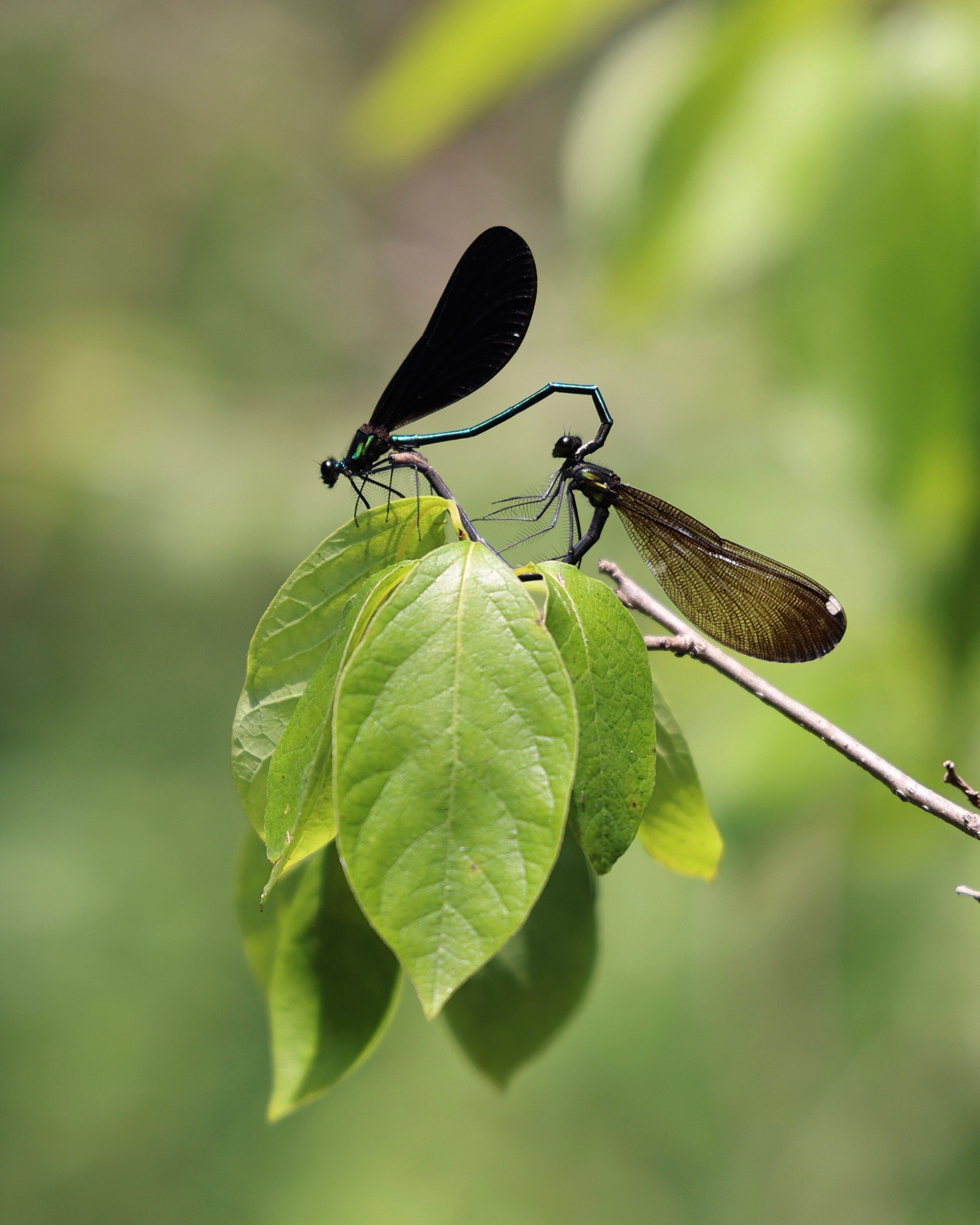 Two dark colored damselflies are perched on a cluster of leaves. The one in front grips the one behind with its tail. 