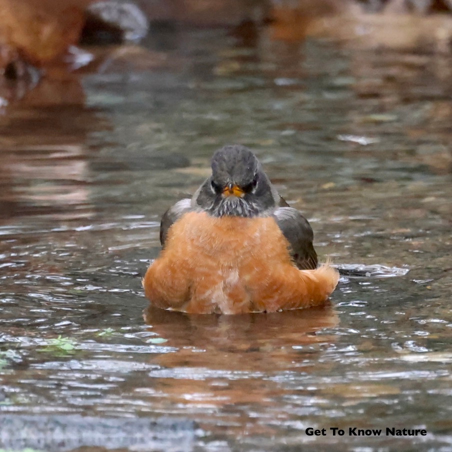 A gray bird with an orange breast sits in a shallow stream, its feathers poofed out so that the bird looks extremely wide. It faces the camera with an extremely grumpy expression