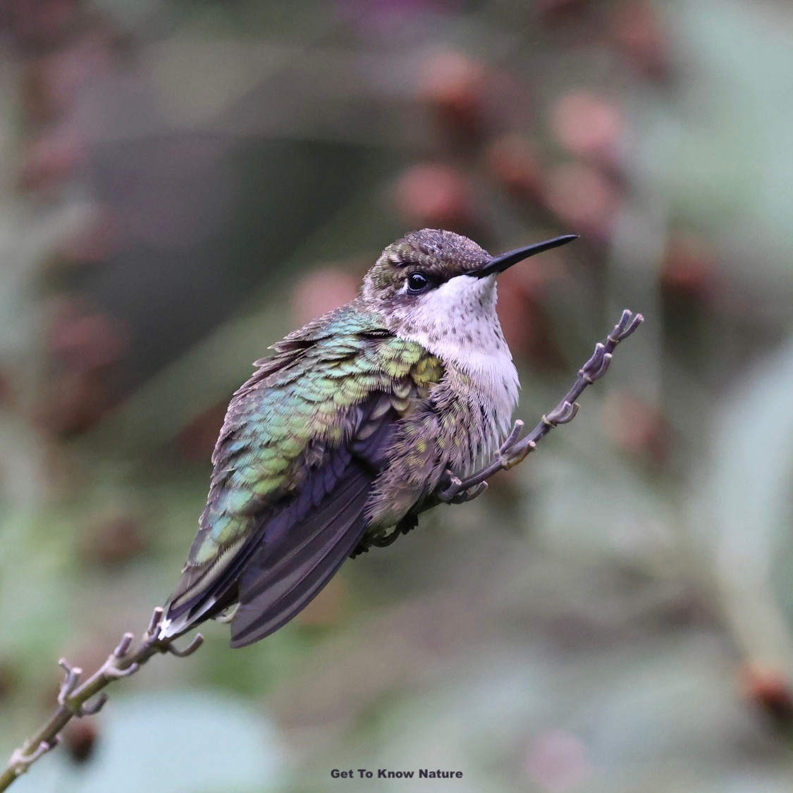 A very small green and gray bird with a white throat sits on a bare branch looking fluffed up and relaxed