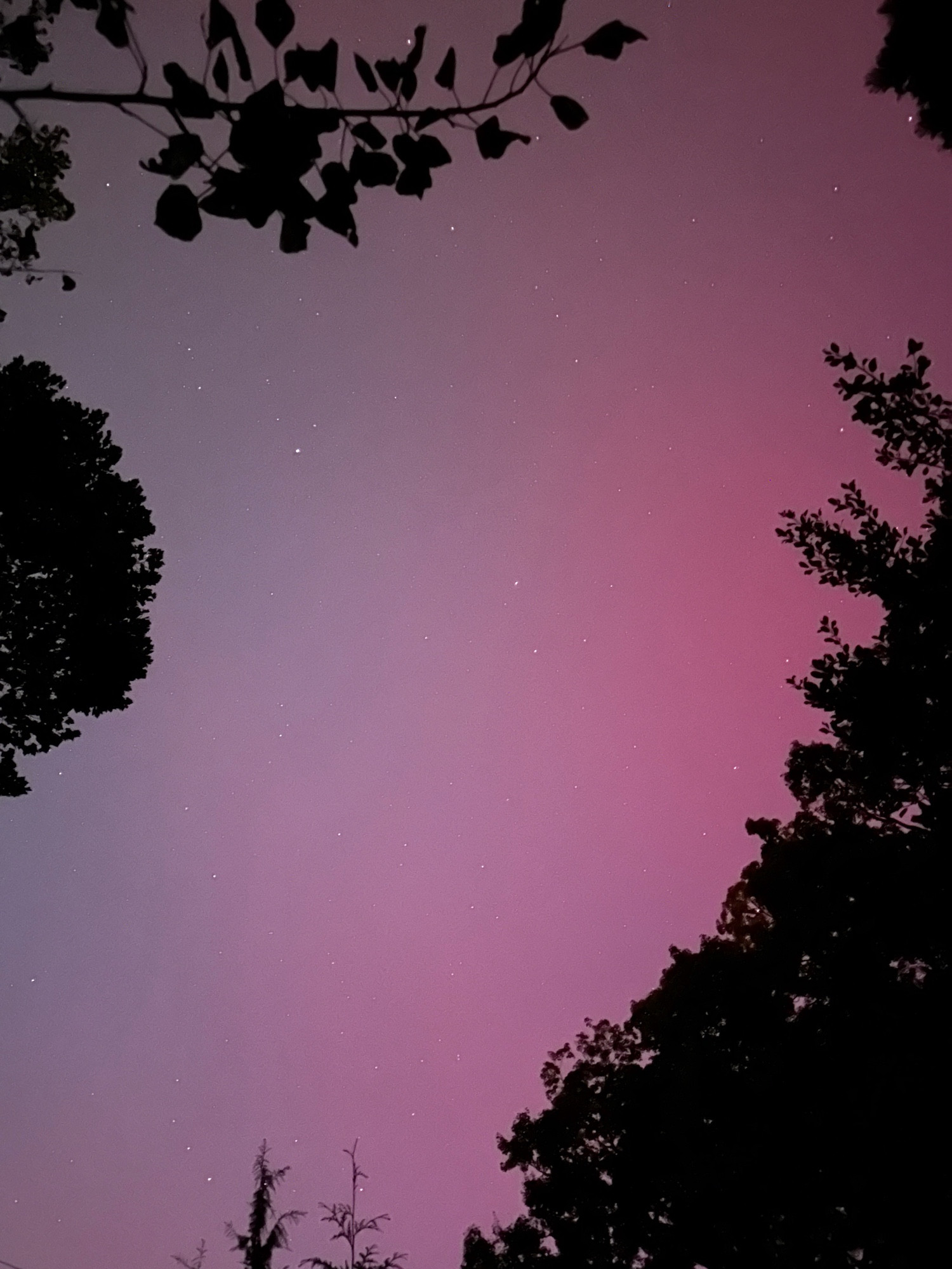 A rose pink glow in the sky above silhouetted trees