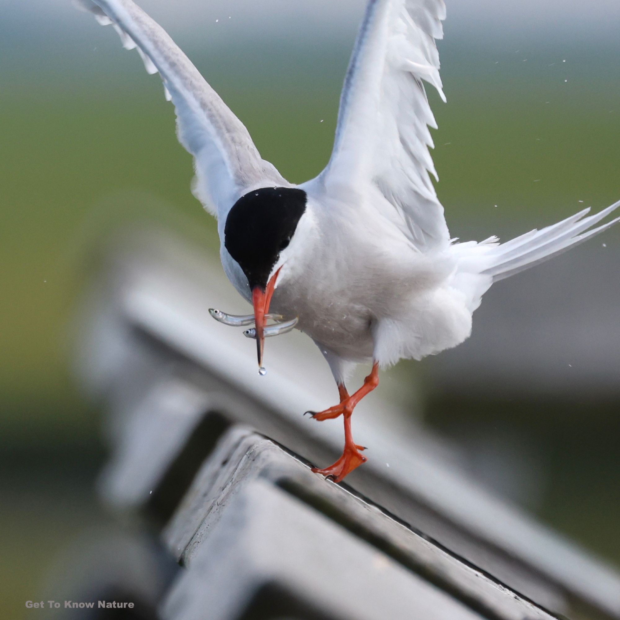 A white and gray bird with a black cap and orange beak and feet is just landing on a railing with two tiny silver fish in its beak. Water droplets fly off in the air around it