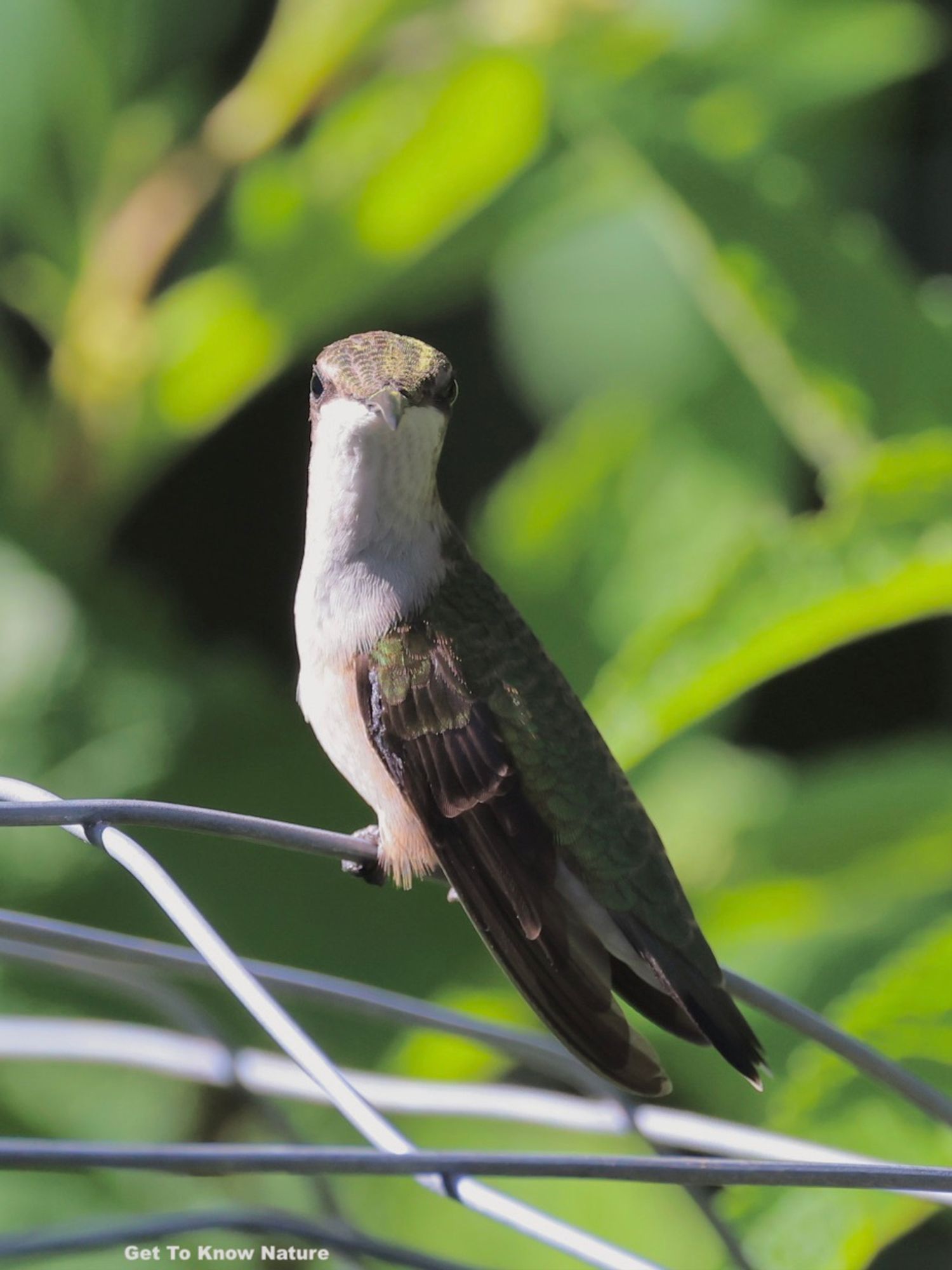 A dark gray and green hummingbird with a white neck and breast looks straight at the camera with its neck extended to a surprising length