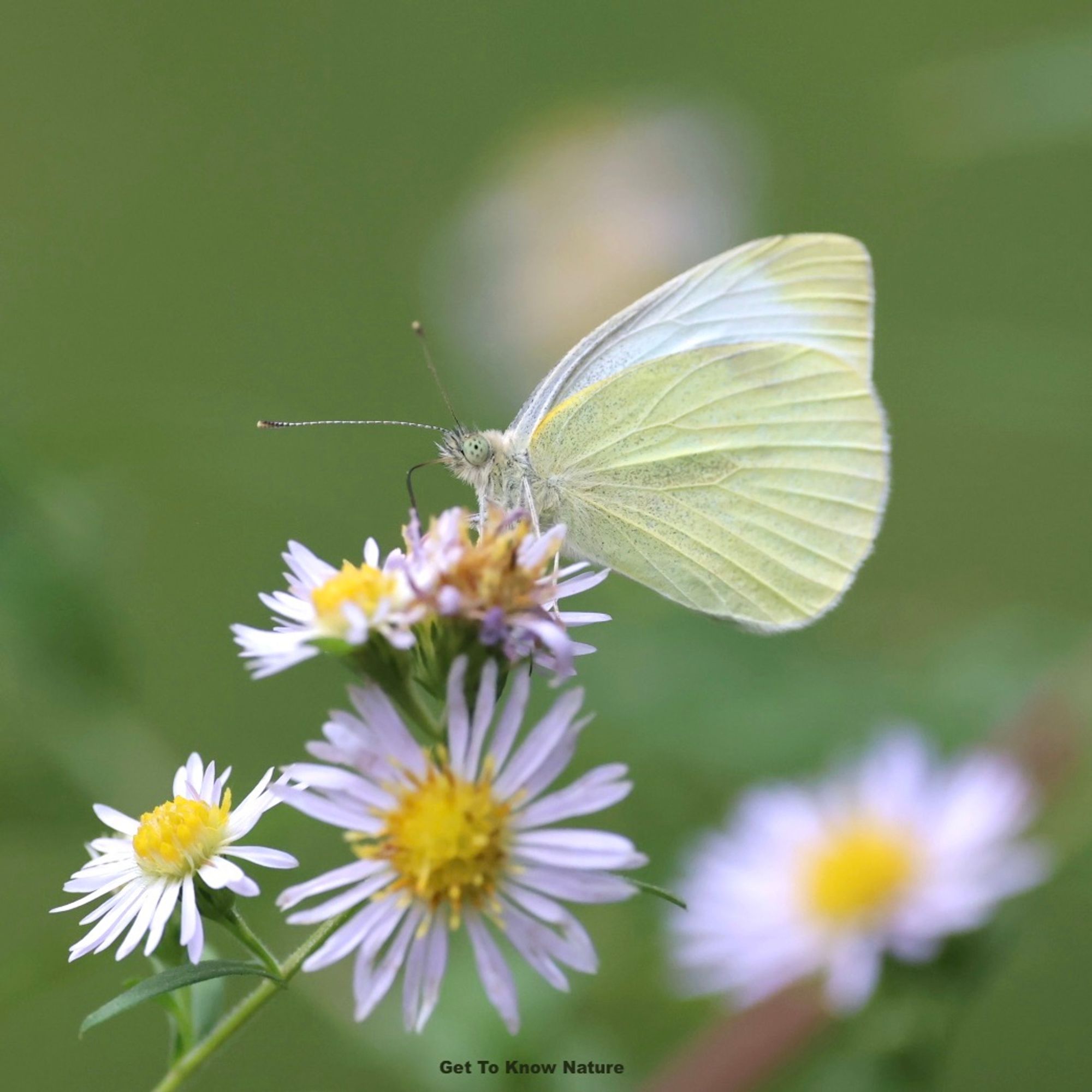 A white and yellow butterfly stands on a cluster of lavender and white flowers with yellow centers. Its eye is large, light green and has seven dark dots on it, one especially dark on in the center