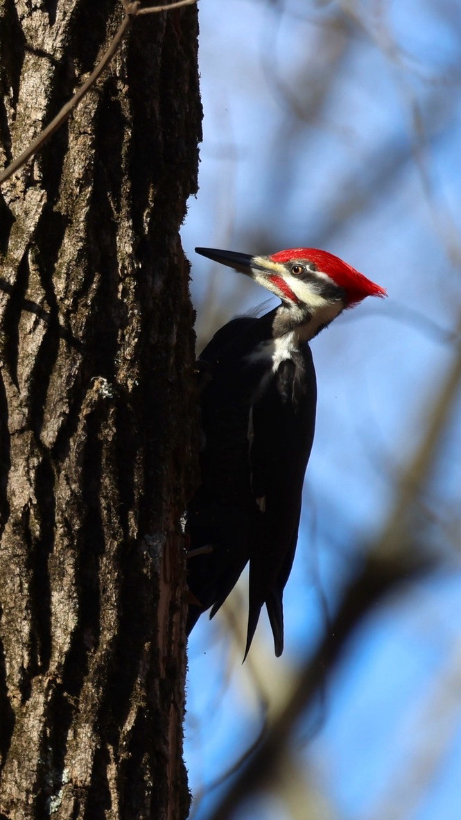 A large black and white woodpecker with a red crest and mustache perches on the side of a tree trunk.