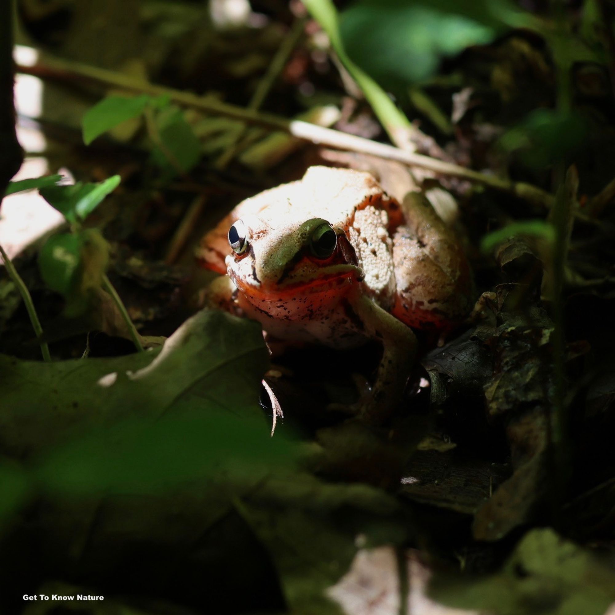 A frog among green and brown leaves on the ground has very bright sun shining on its back and making it glow red in a slightly disturbing fashion