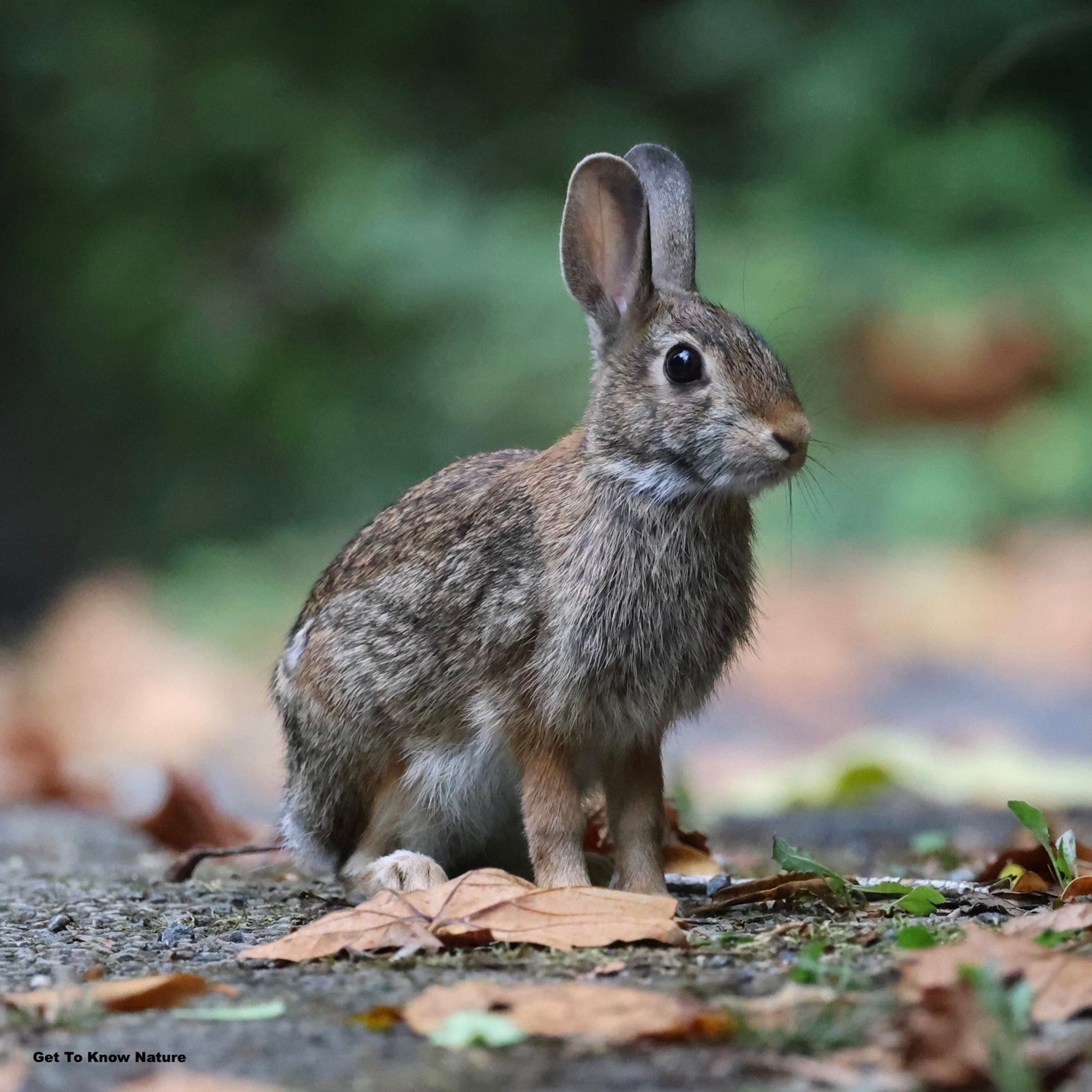 A brown rabbit sits up straight on the leaf strewn ground, looking somehow alert and pensive