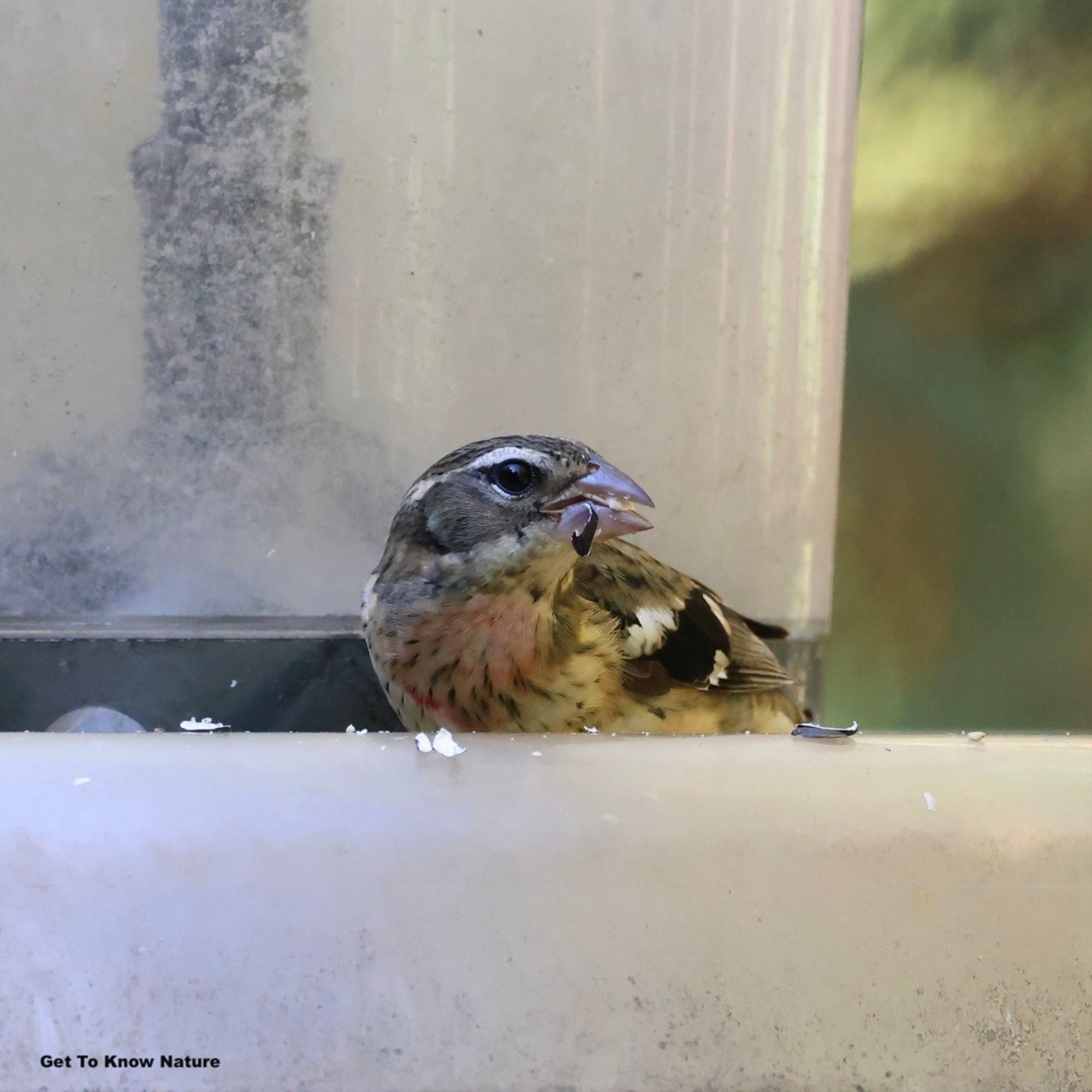 A streaky light brown bird with a large beak and a white eyebrow stands hunched over on a plastic bird feeder. He has a light pink patch on his breast. He's eating a sunflower seed