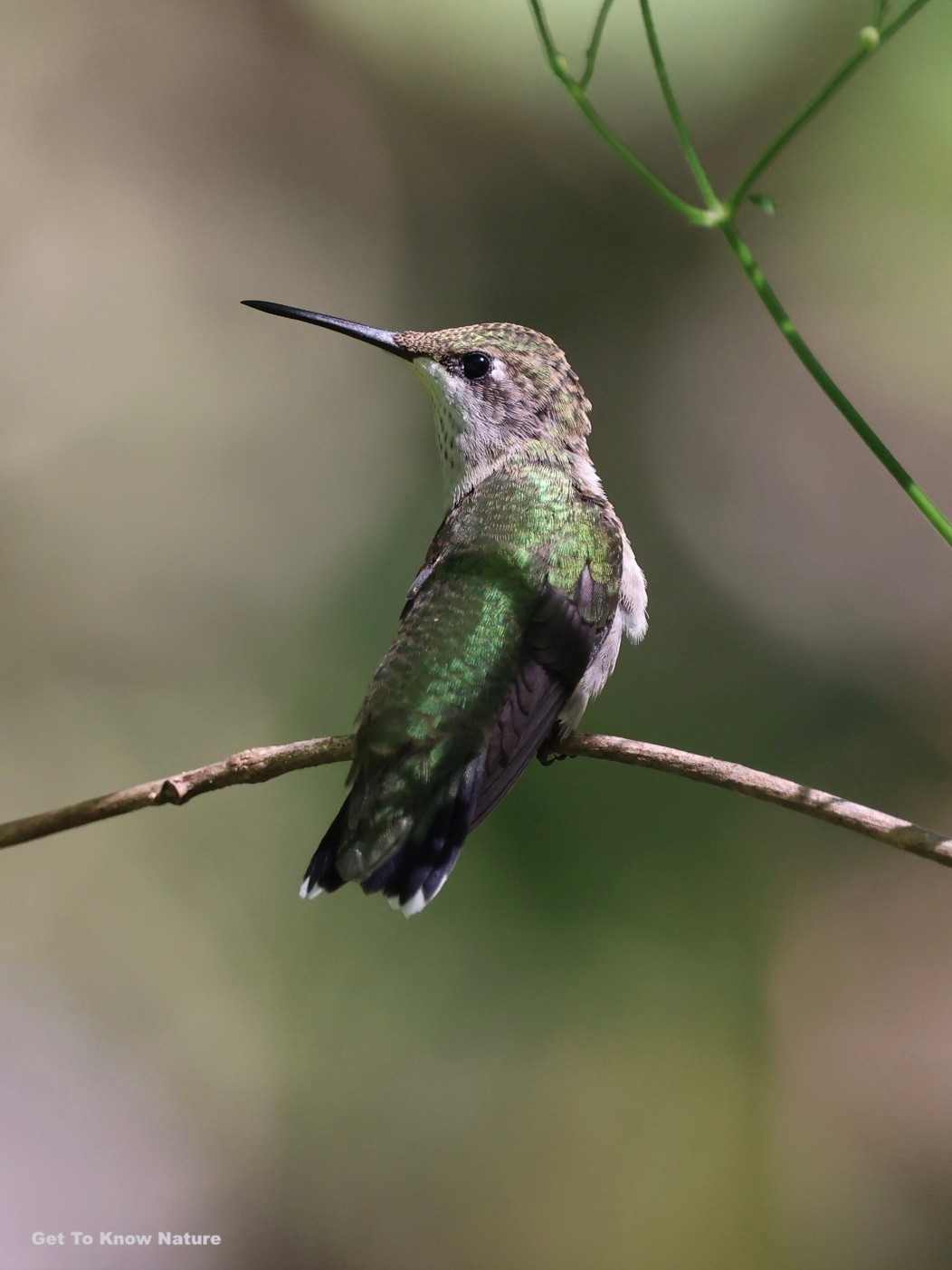 A tiny green and white bird stands on a thin bare branch, back to the camera and looking over its left shoulder. Its iridescence sparkles in the sun