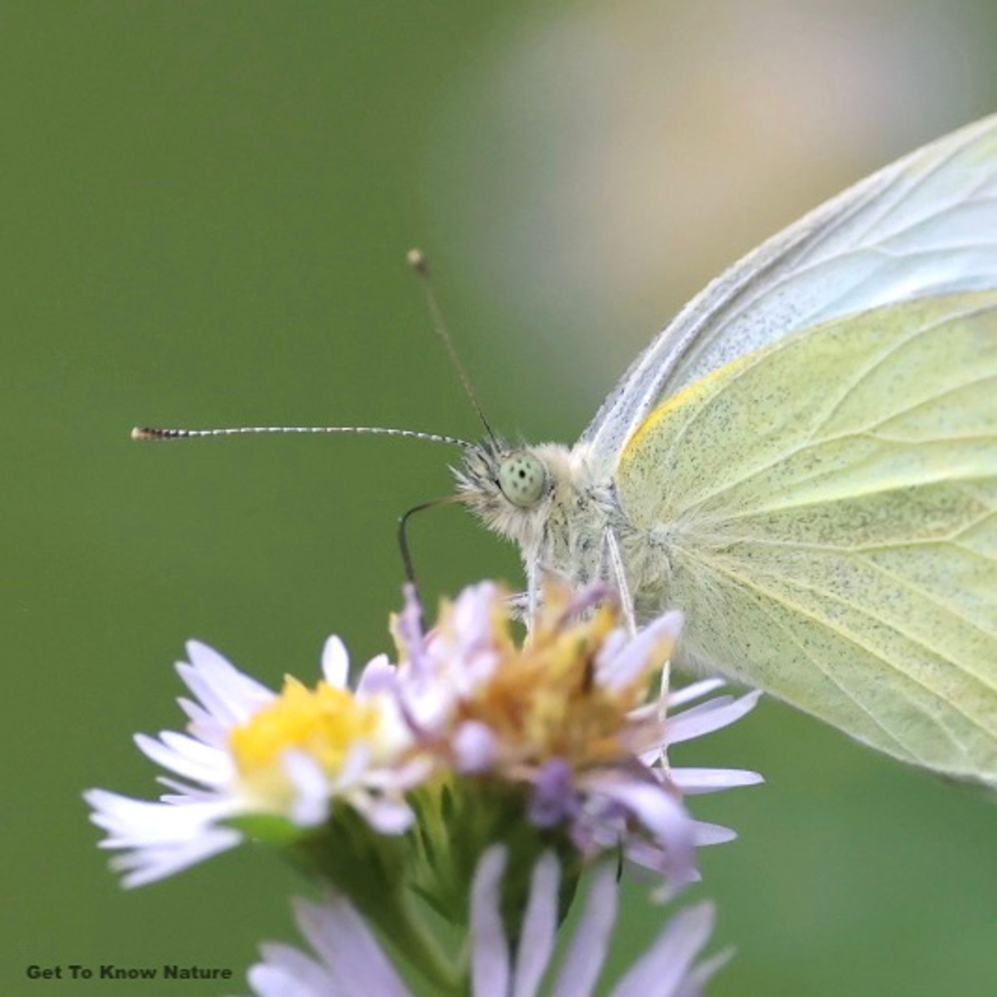 A zoomed in photo on a butterfly's face