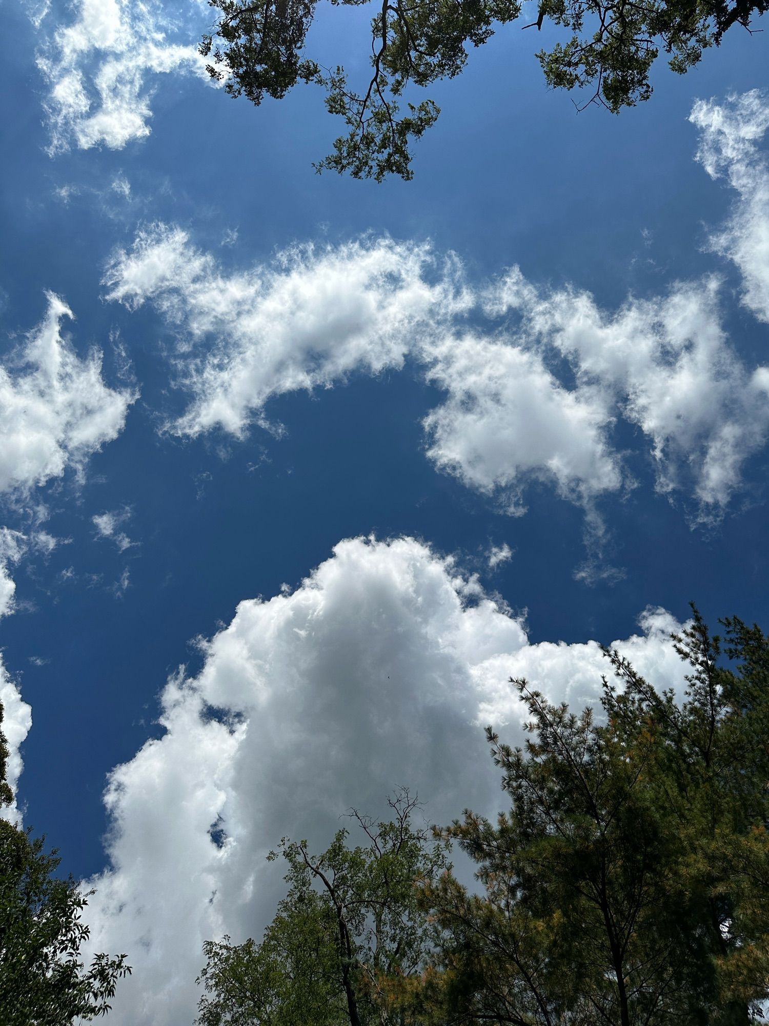 Looking straight up at blue sky with large white clouds above the tops of the trees