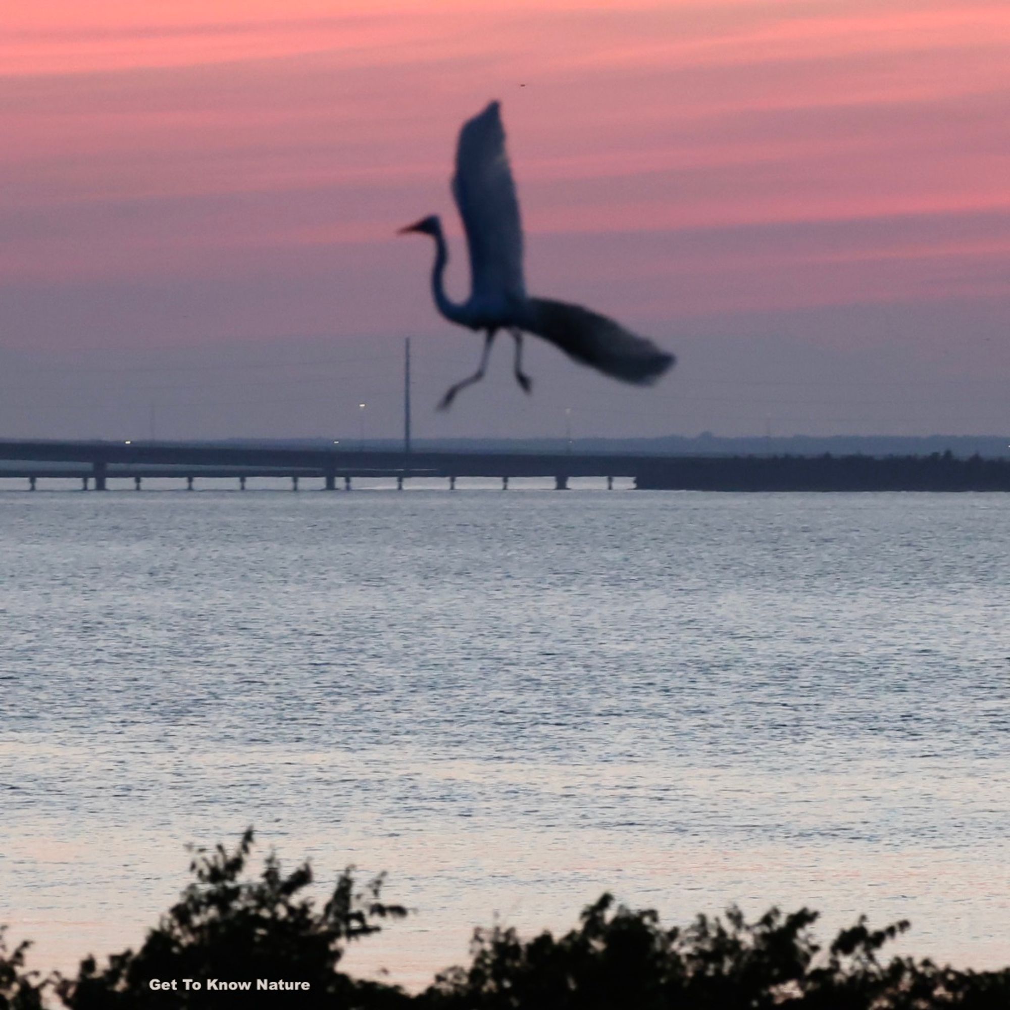 A large egret is silhouetted against a pink streaked sunset sky. its wings and legs are sticking out at weird angles as it comes in for a landing. The water below is in focus and the bird is definitely not