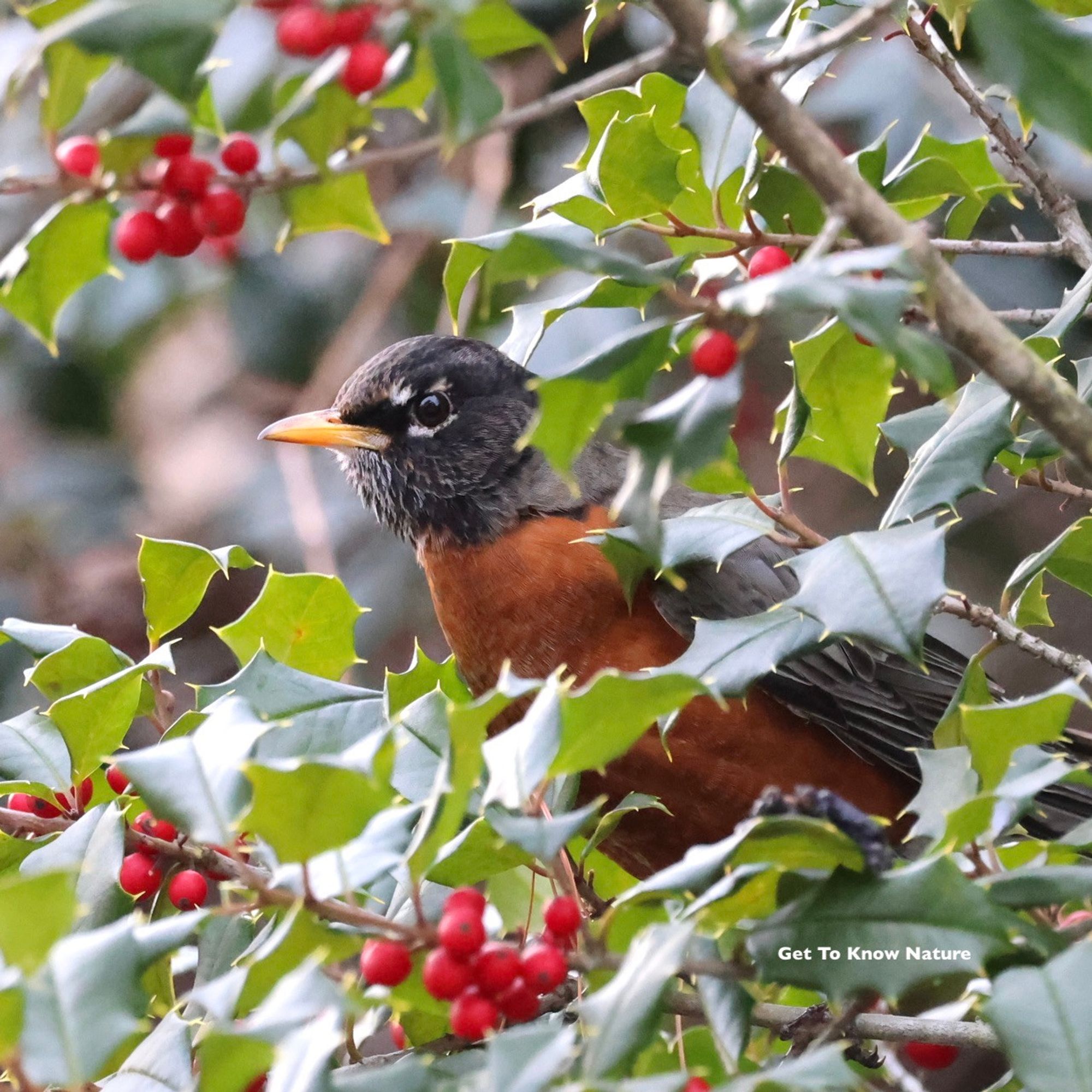 A dark gray bird with an orange breast peeks its head out of a holly bush covered in red berries