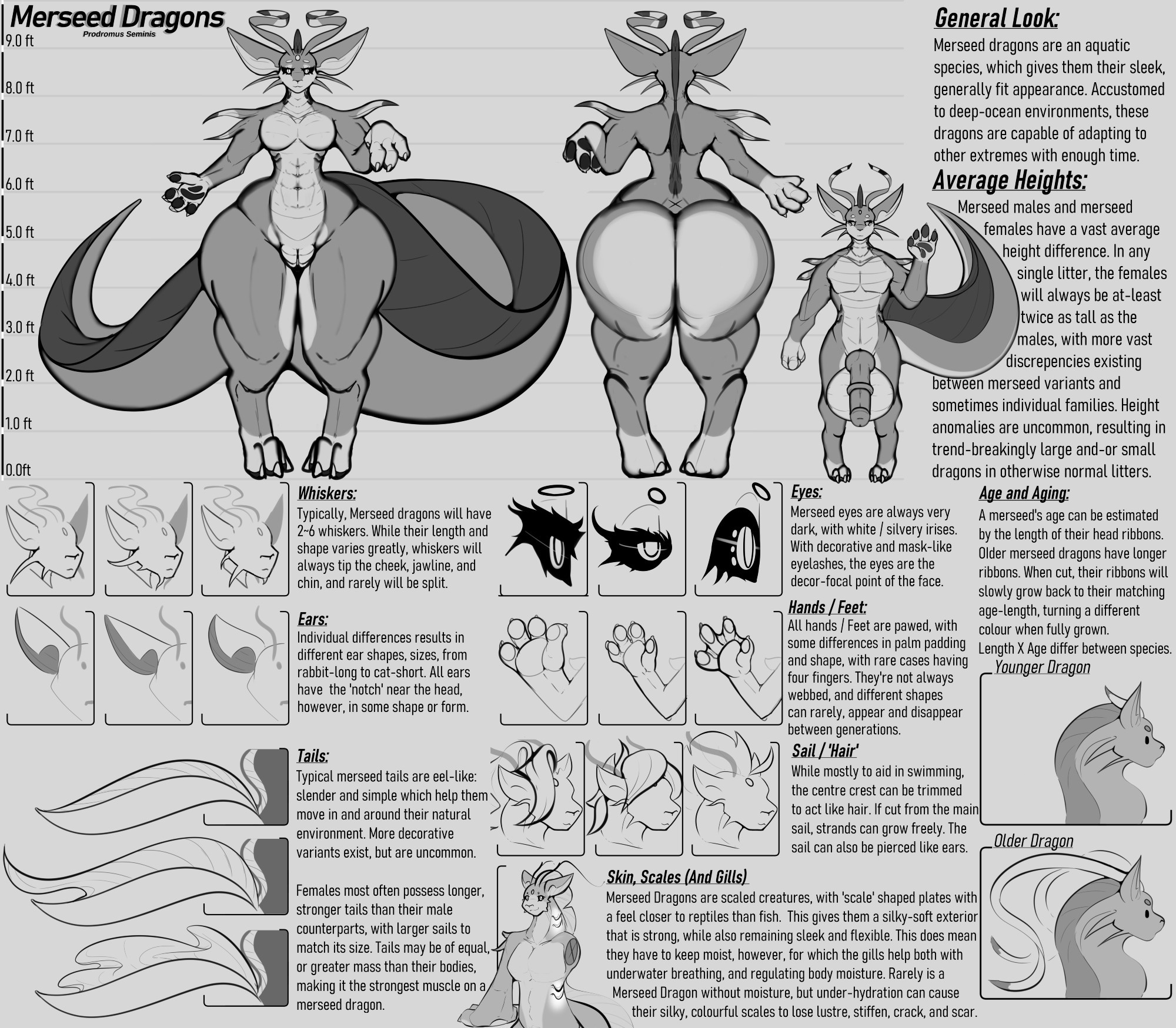 A reference sheet about merseed dragons.
This page contains information on mostly physical features.