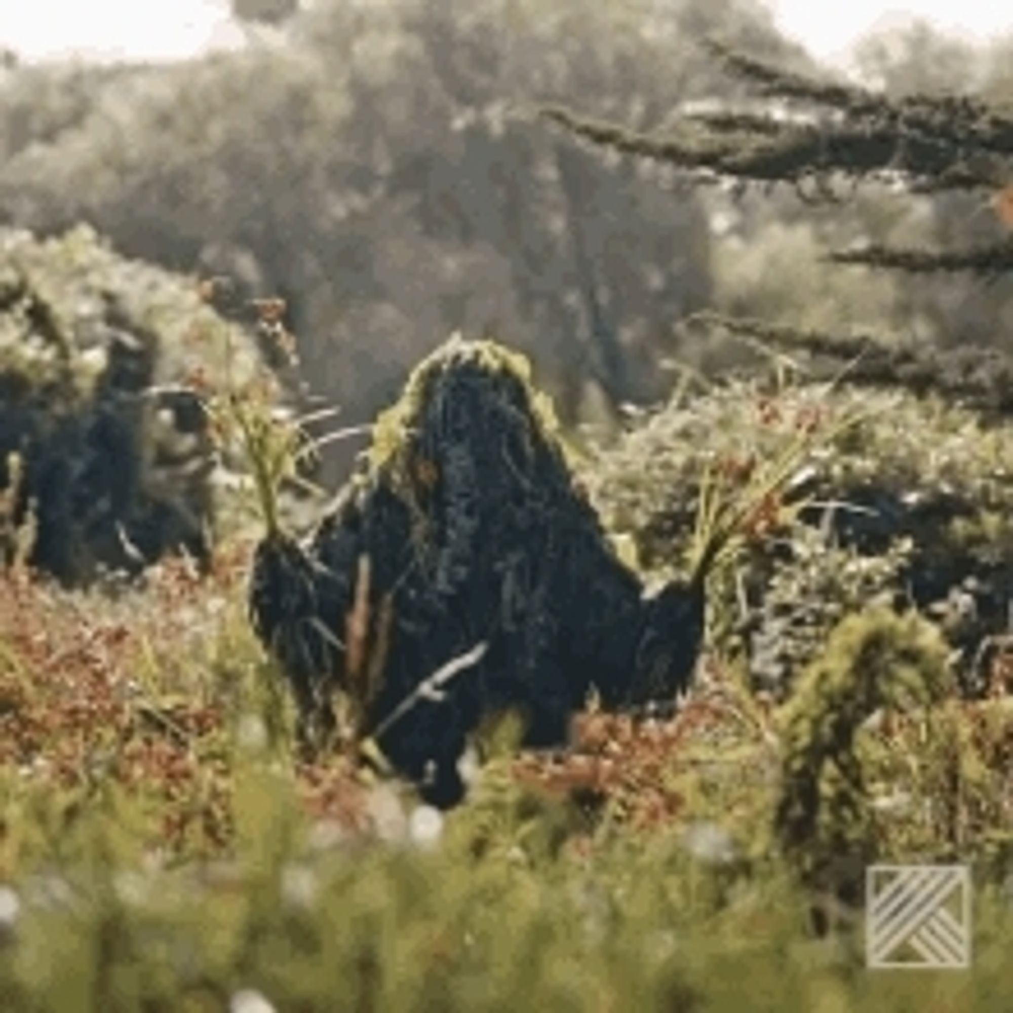 Person in Ghillie suit popping out of the grass