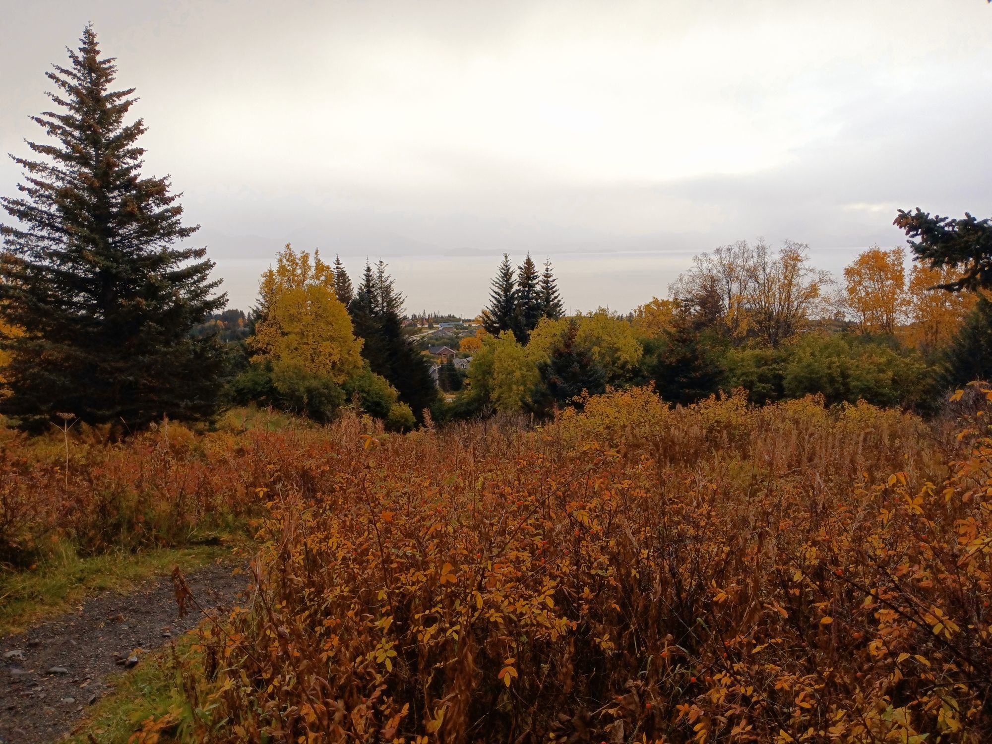 Orange vegetation with sparse greens. Distant bay.