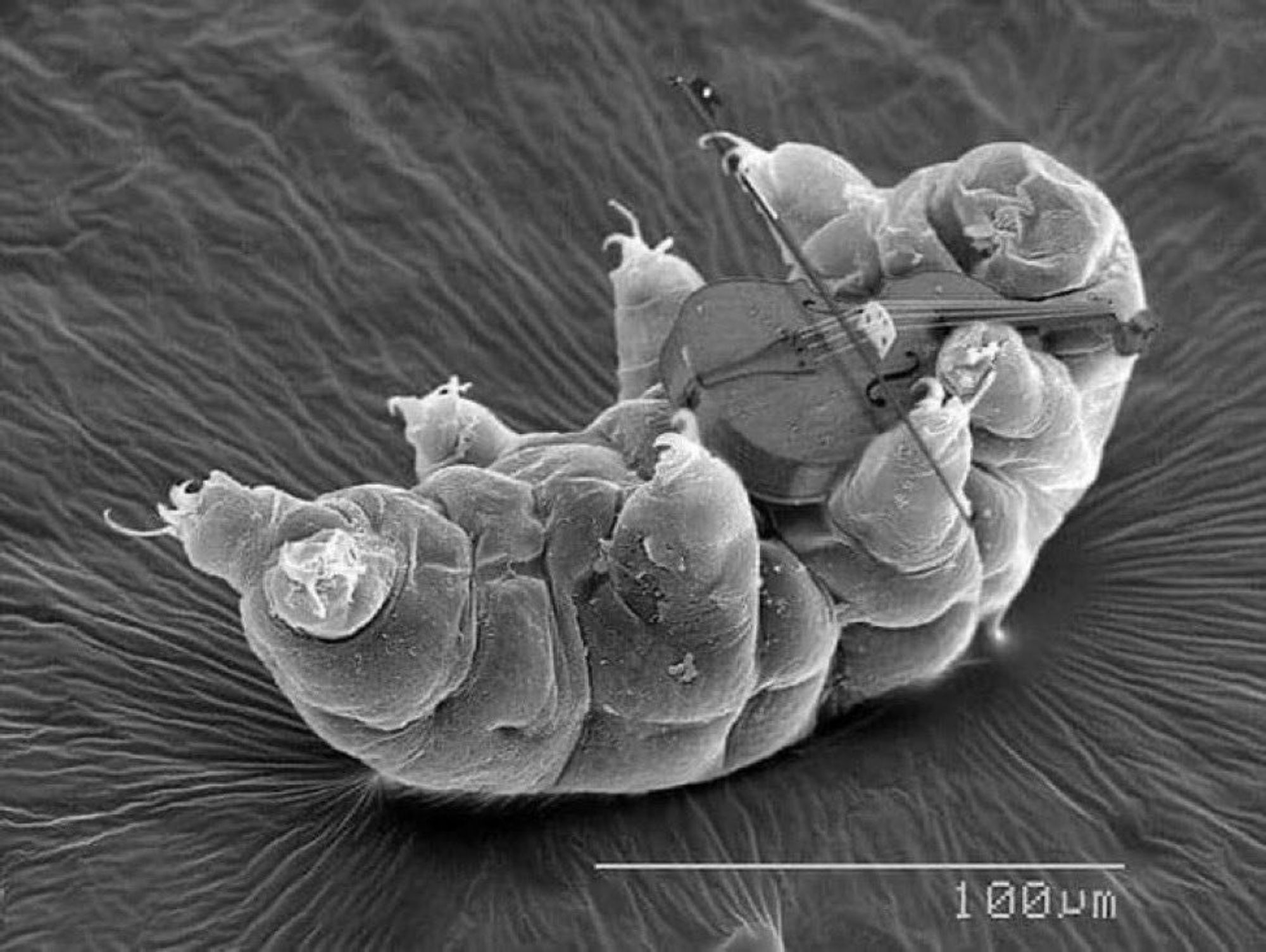 tiny tardigrade plays tiny violin