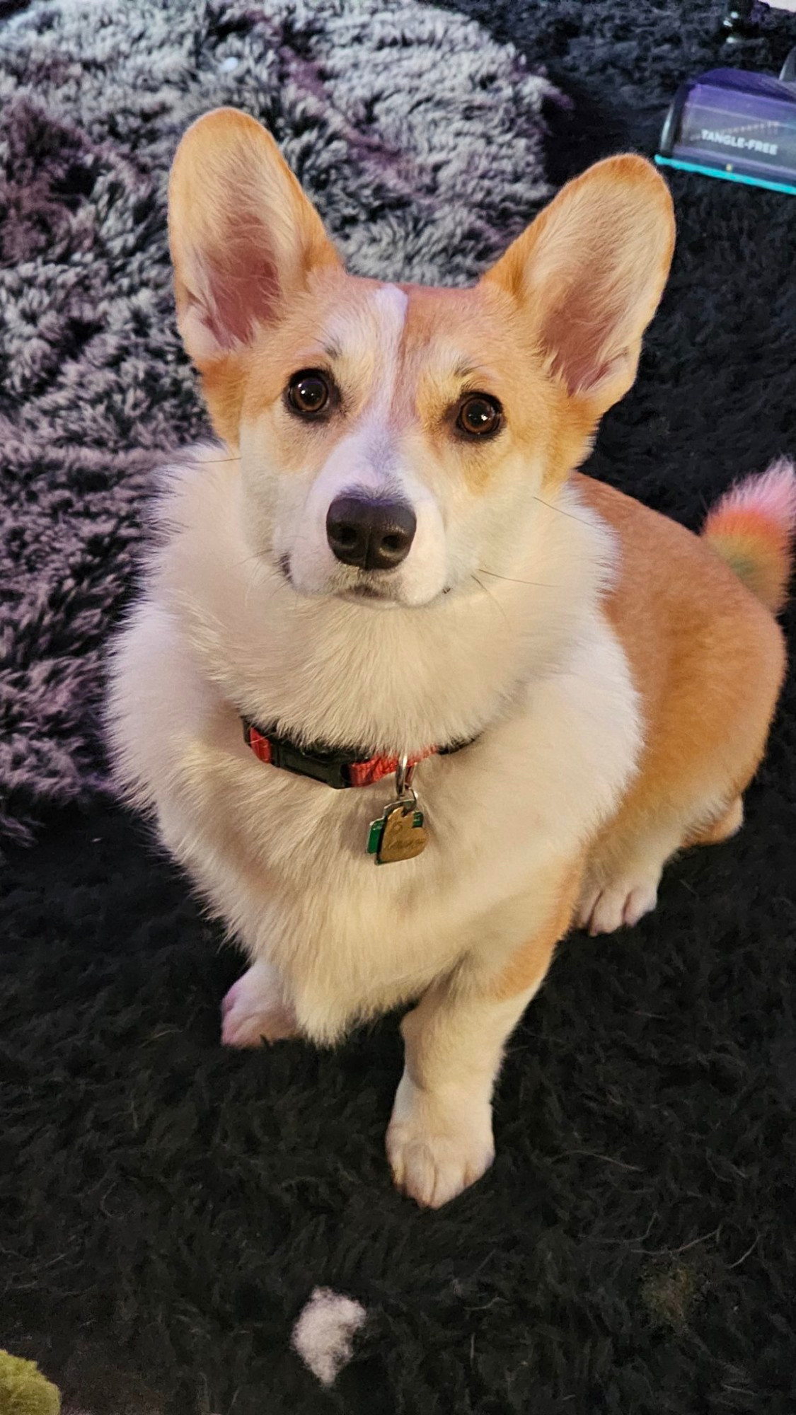 Sable Welsi Pembroke Corgi :3