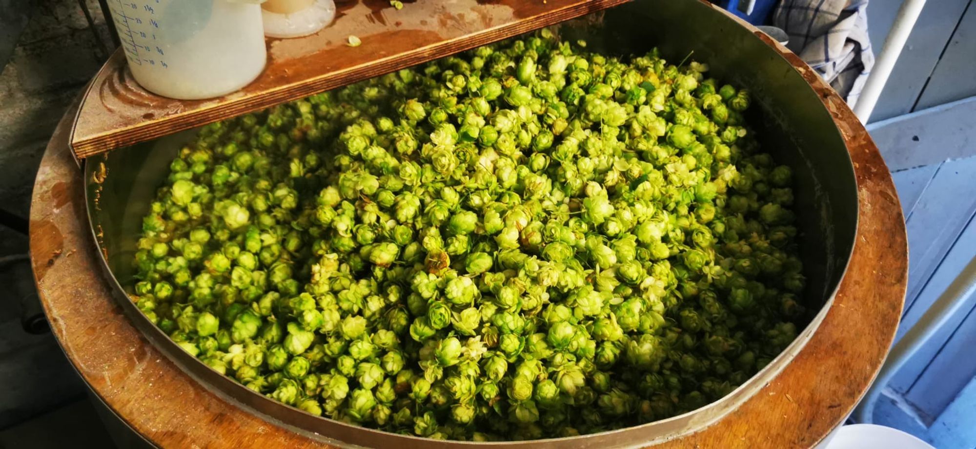 Fresh green hops in a brew of pale ale.