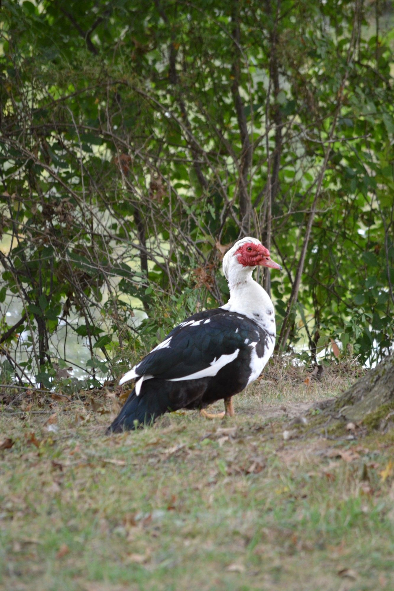 Black and White duck