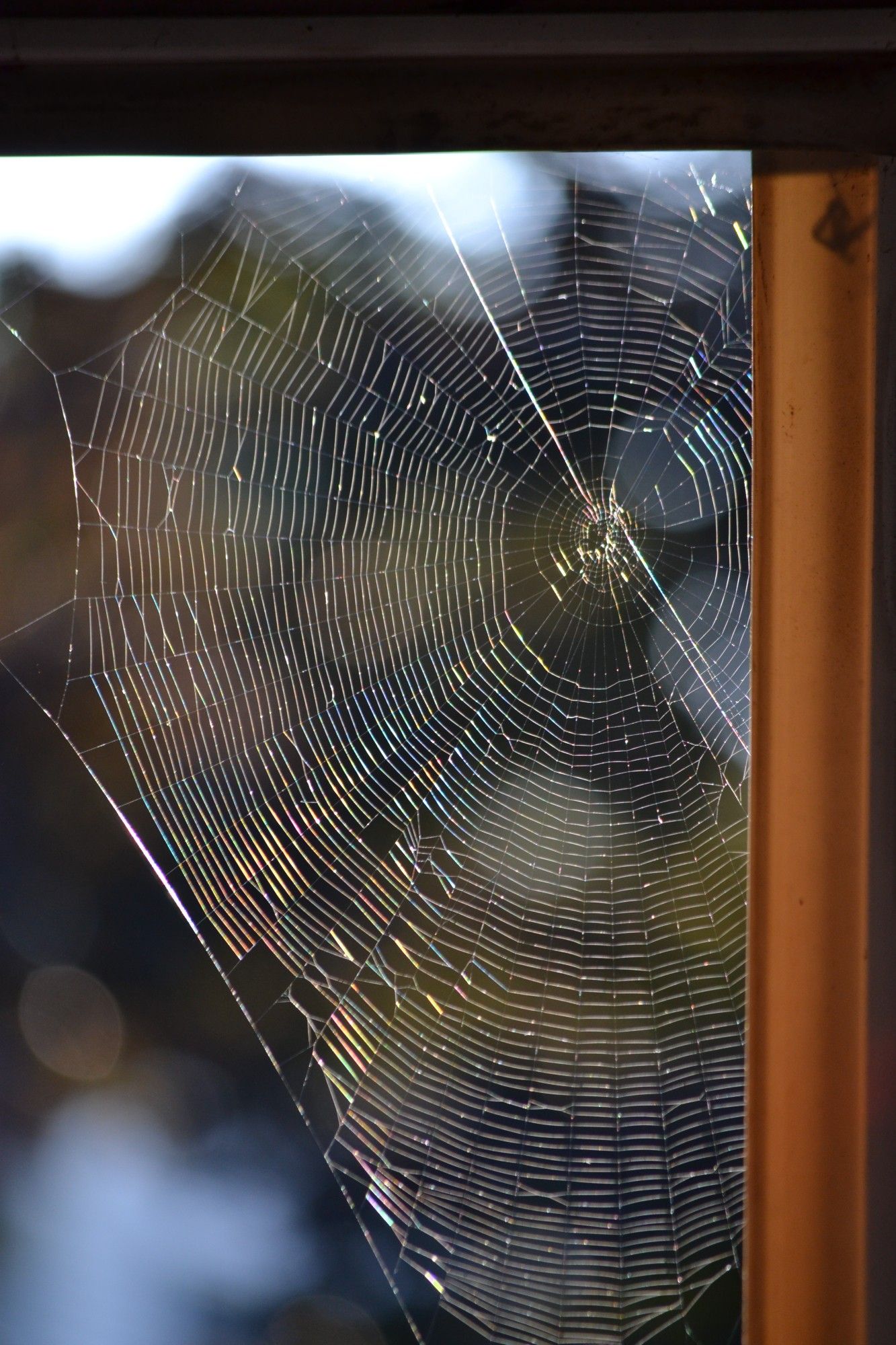 Backlit spiderweb looking rainbowy!