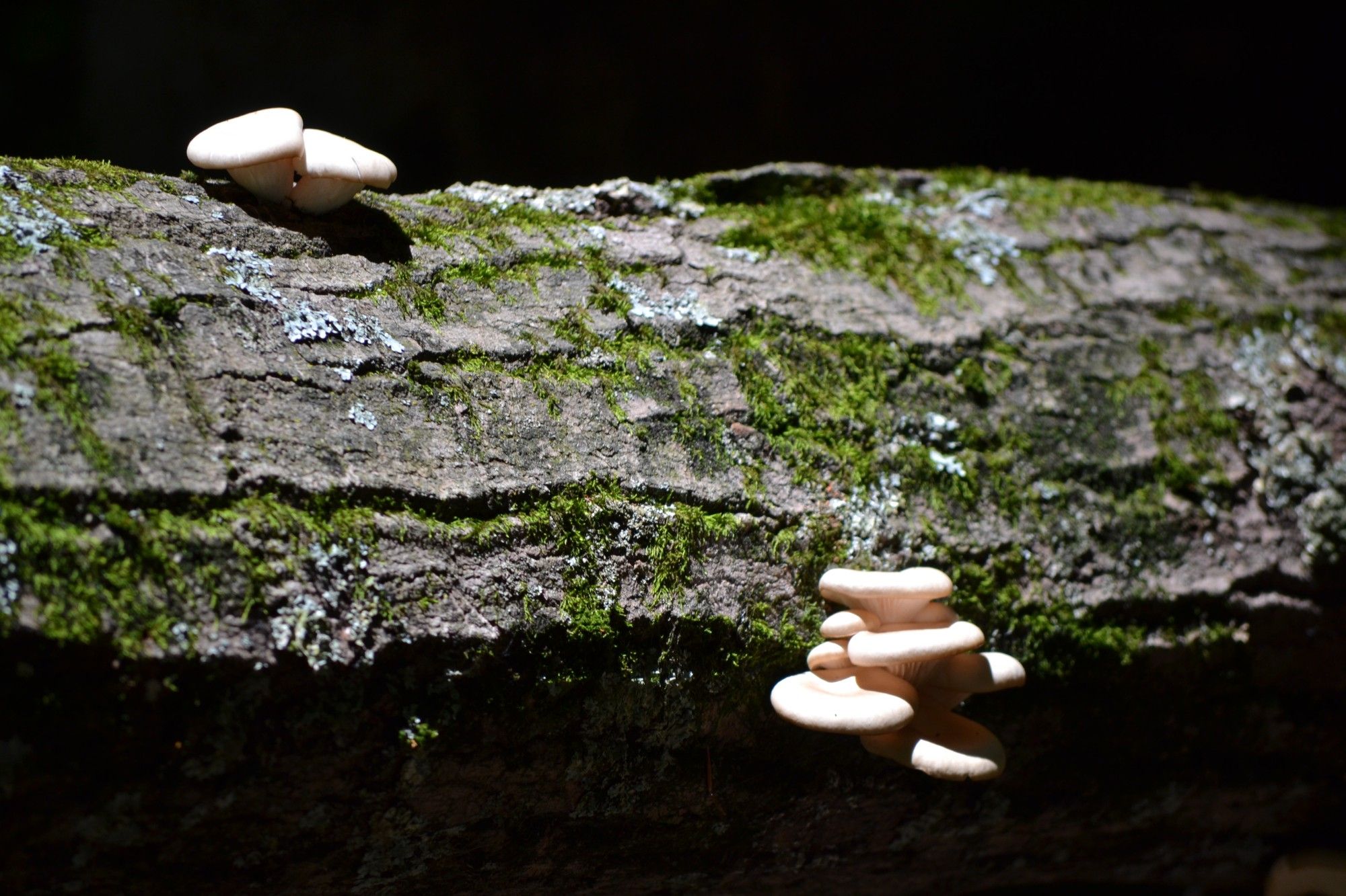 Mushrooms on a log