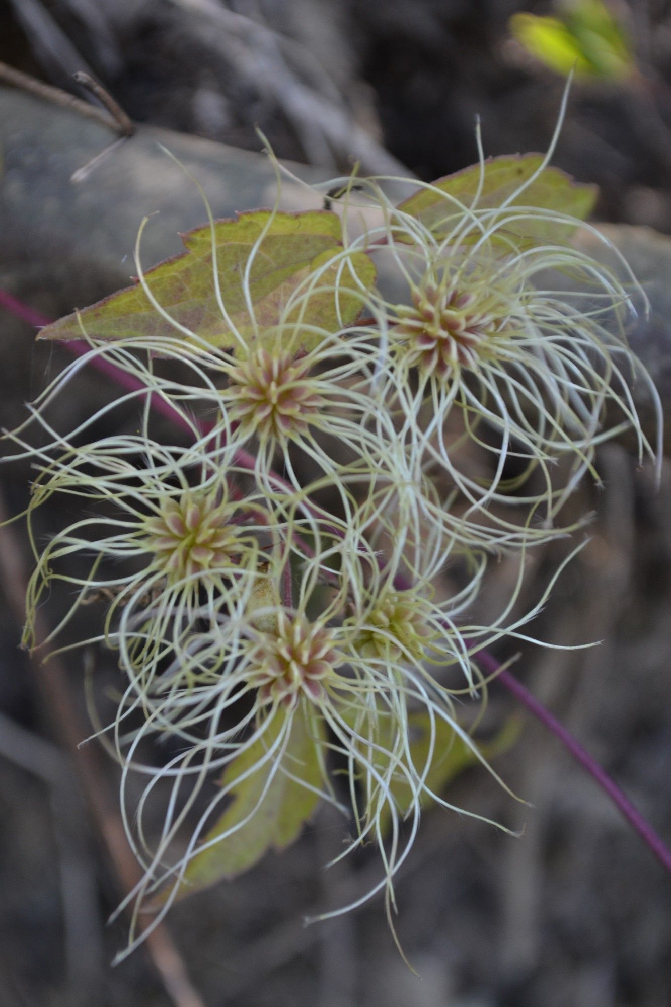 Strange Flower