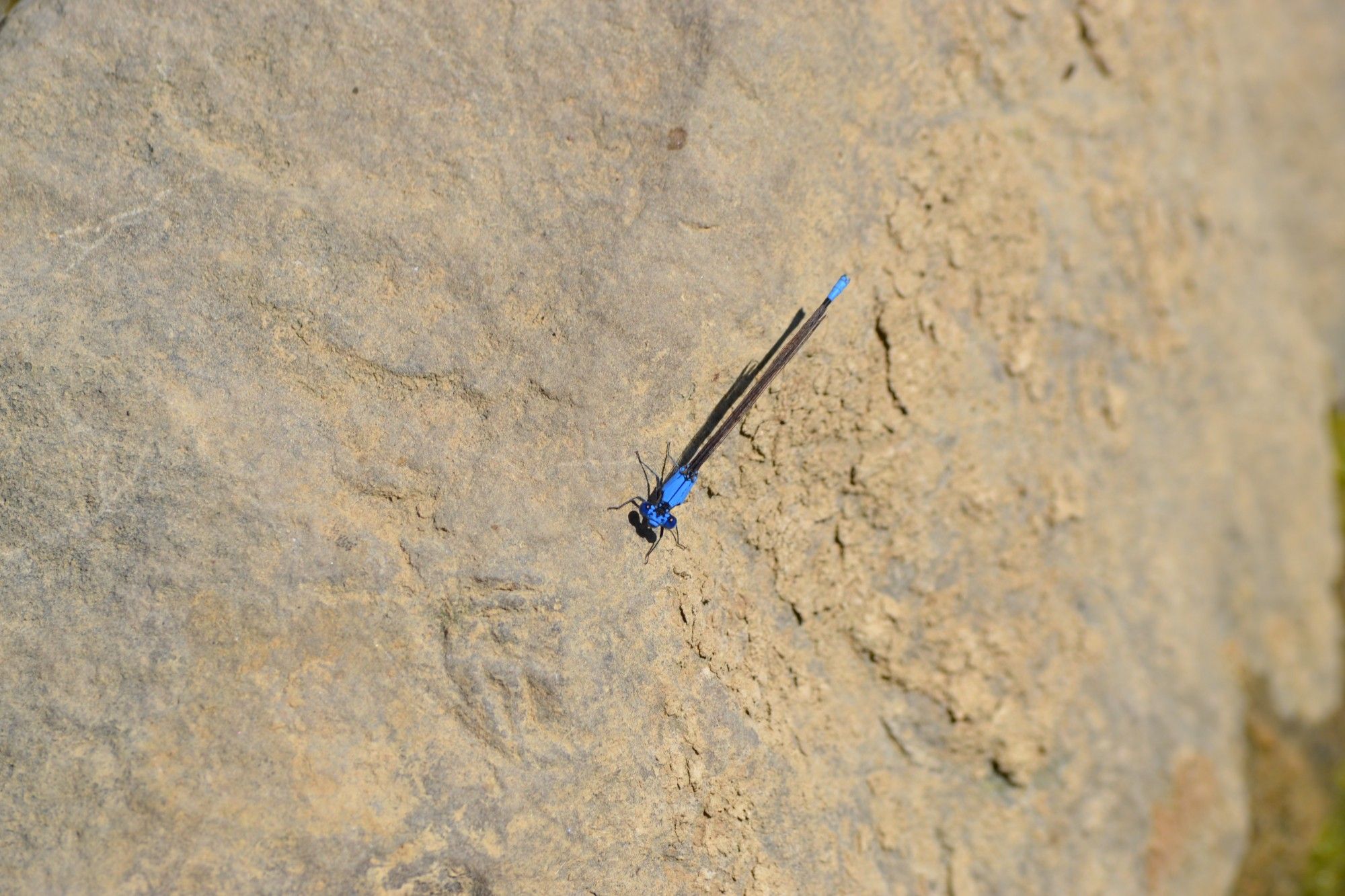 Blue Dragonfly