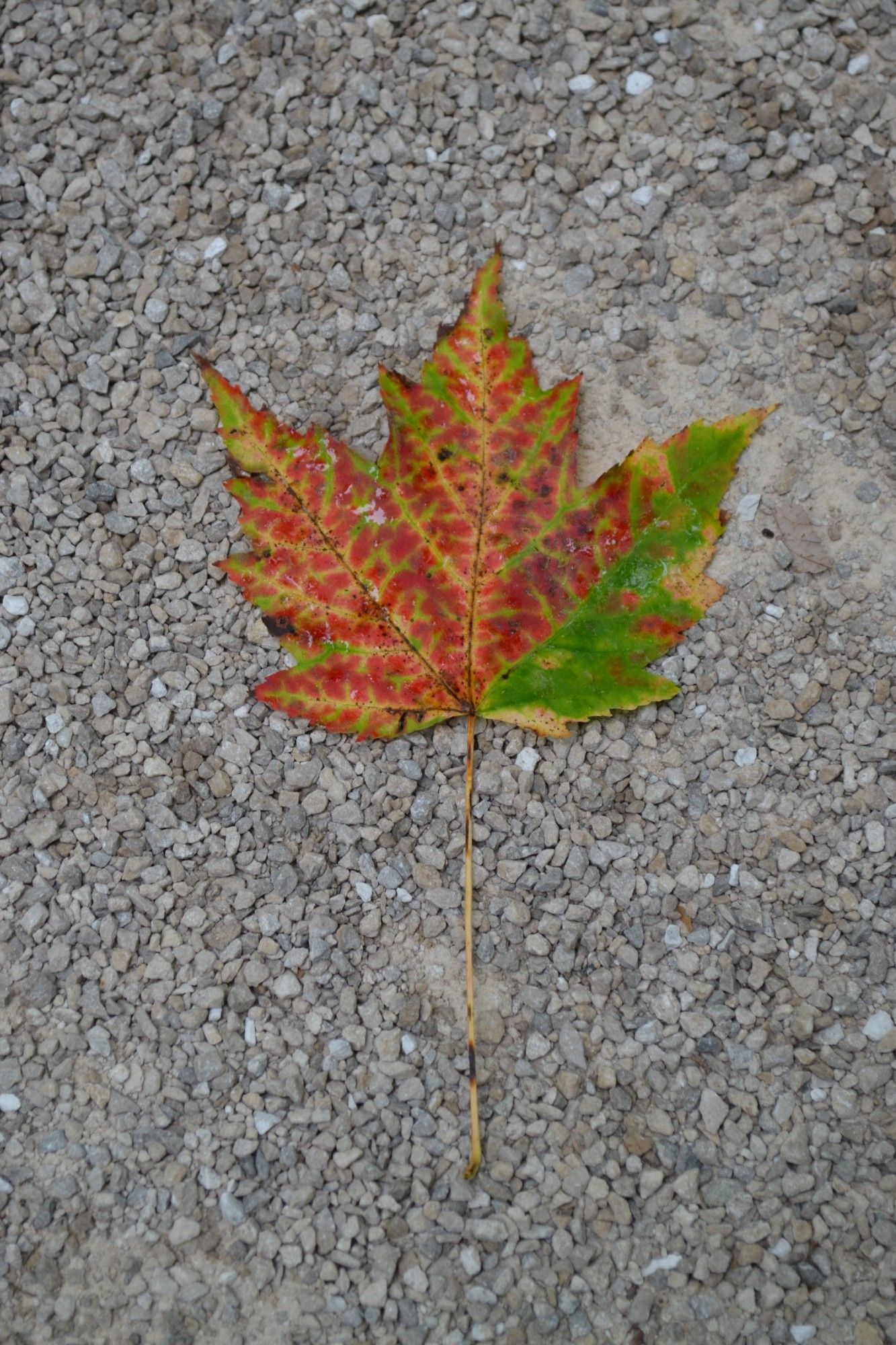 Colored leaf