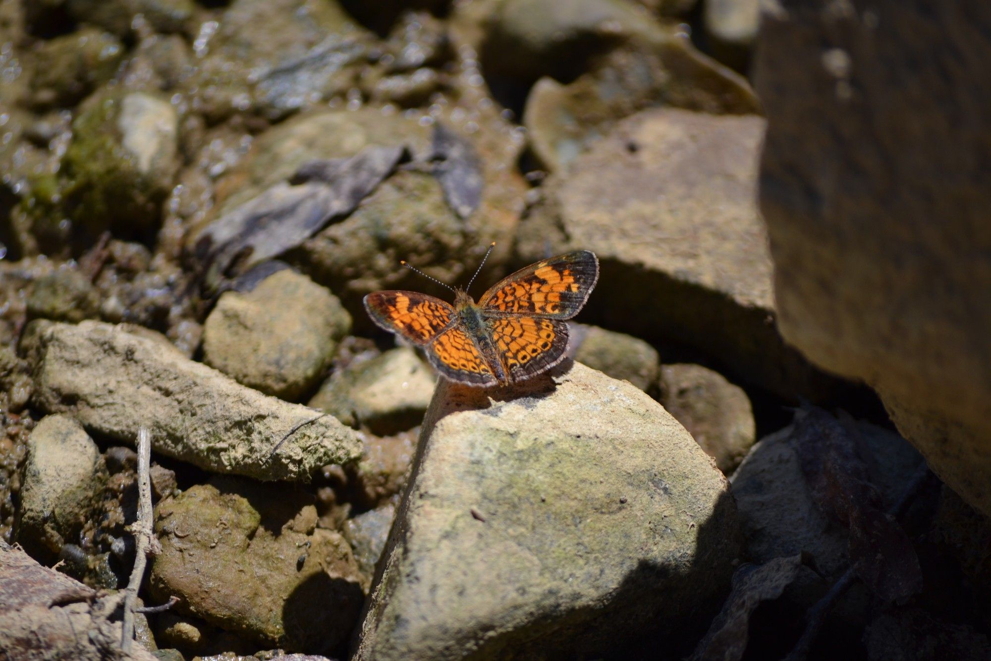 Orange Butterfly