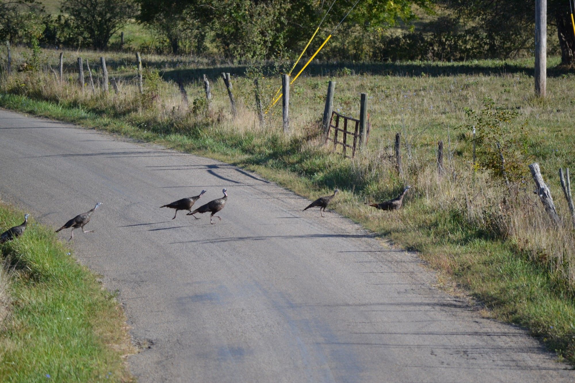 Wild Turkeys