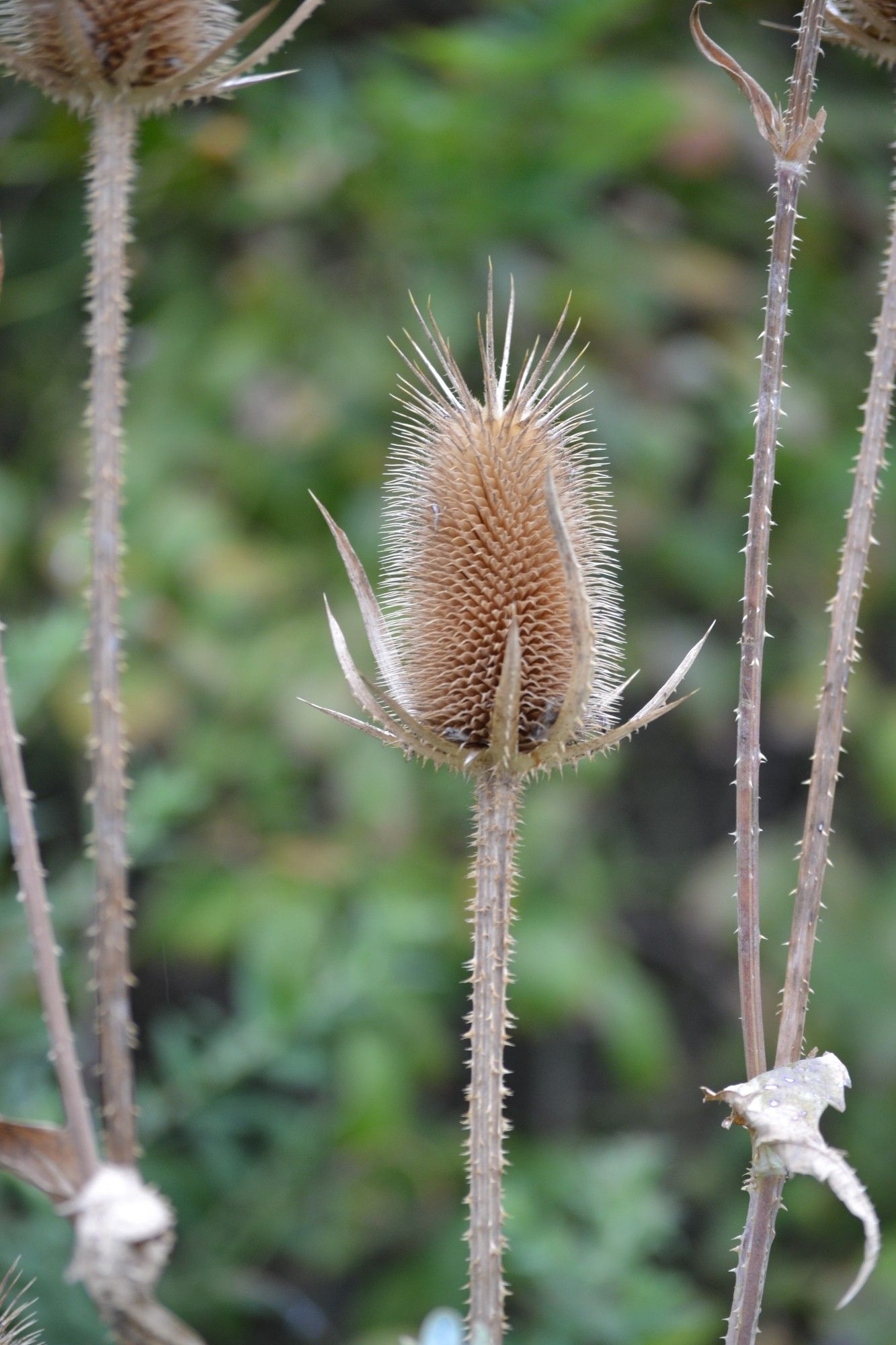 Thistle