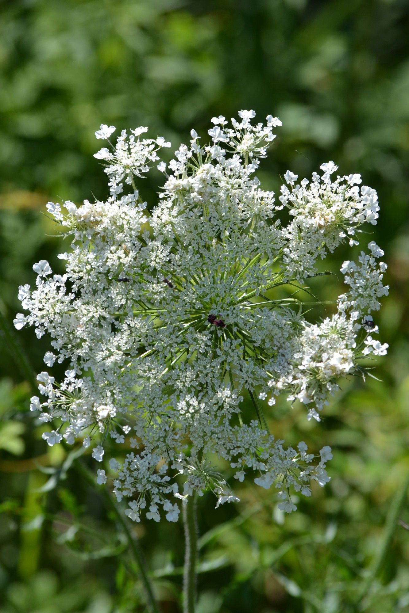 Queen Anne's Lace