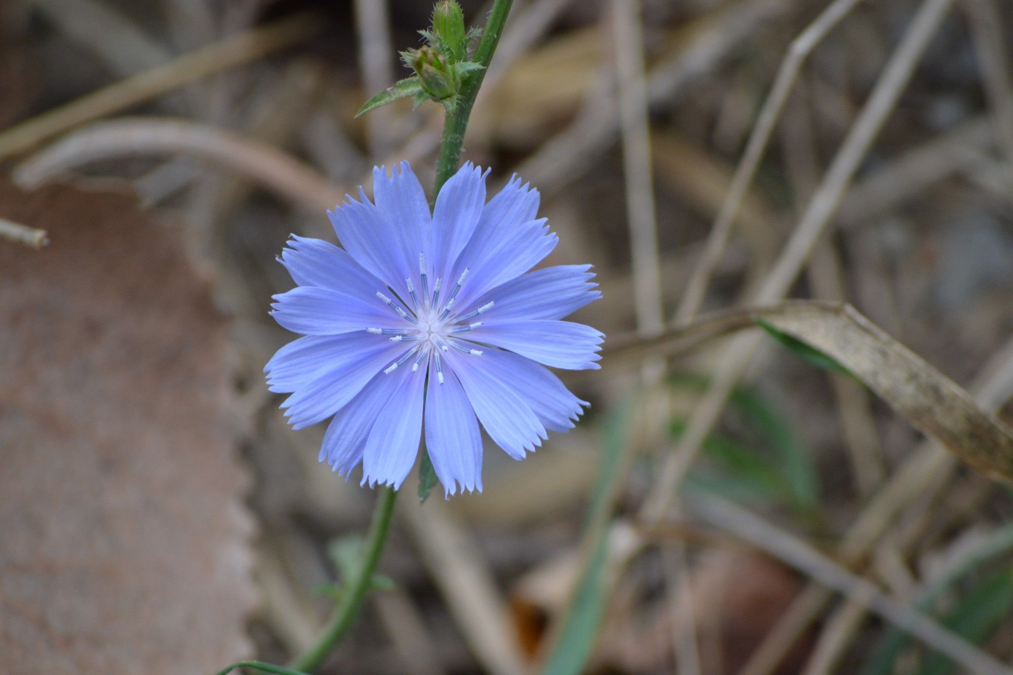 Blue Flower