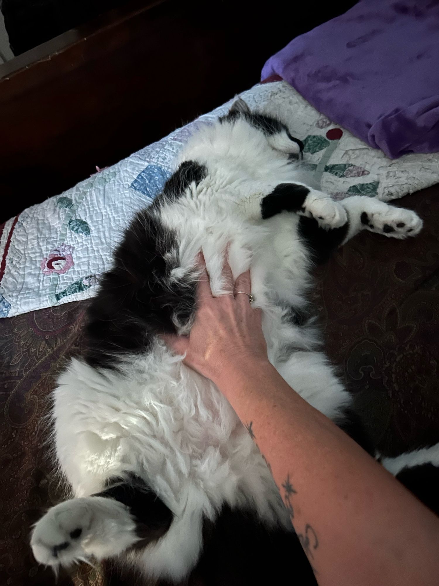 Floofy tuxedo cat flopped out, belly up. A woman’s hand is buried in the floof on his tummy.