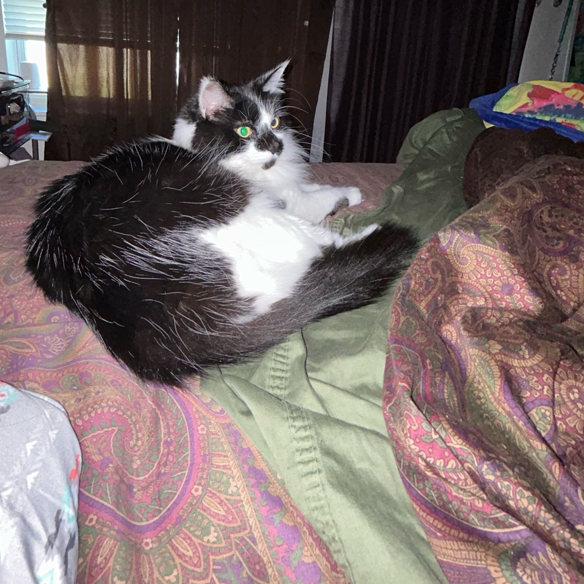 Floofy, black and white cat, lying on the left side of my bed. He’s on a paisley patterned sheet, with the green top sheet and paisley comforter crumpled near him. He’s a loverboi.