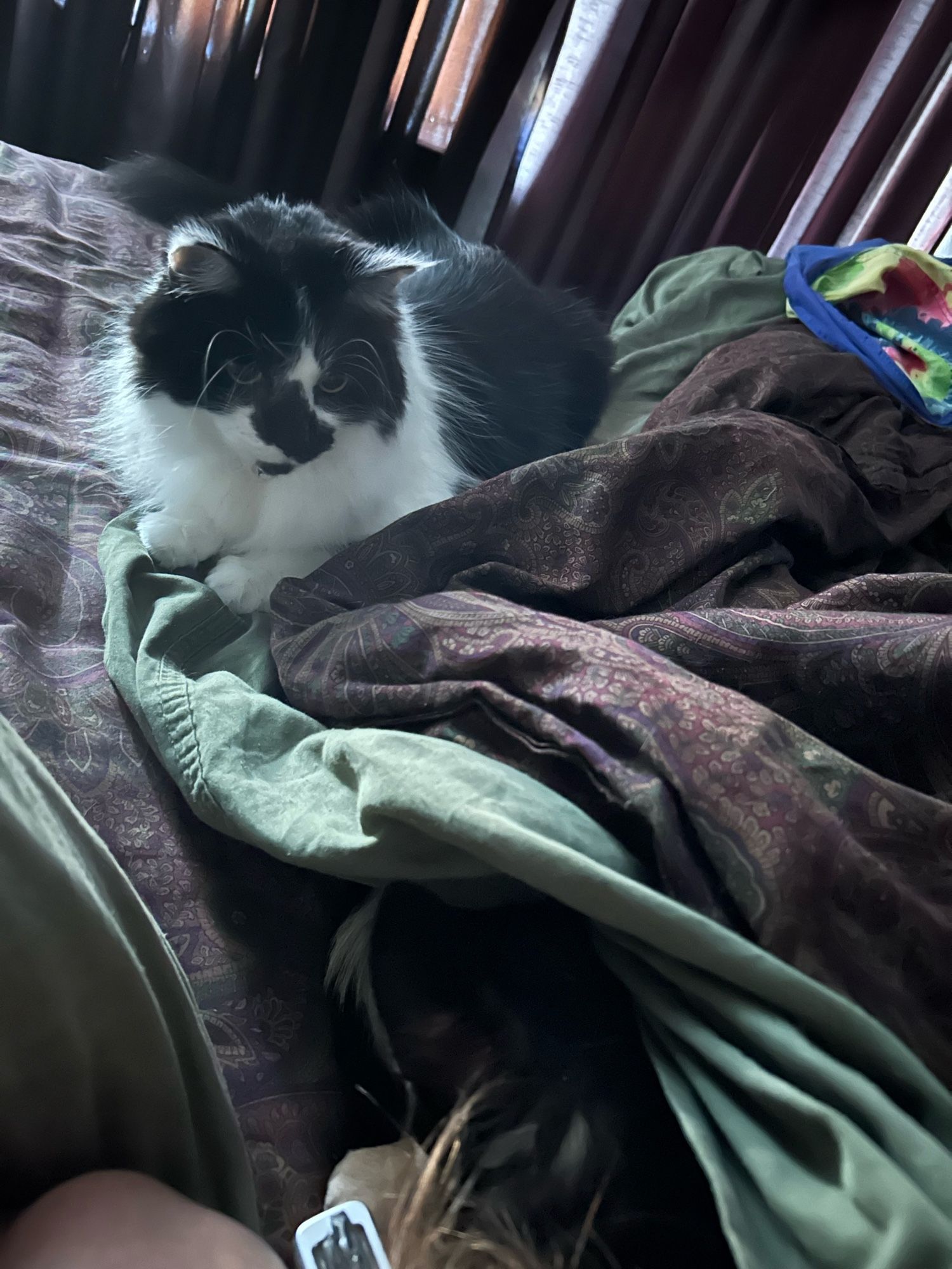 Floofy black and white cat watches the black and tan chihuahua disappear under the covers (she’s a blur, the cat is watching the movement)