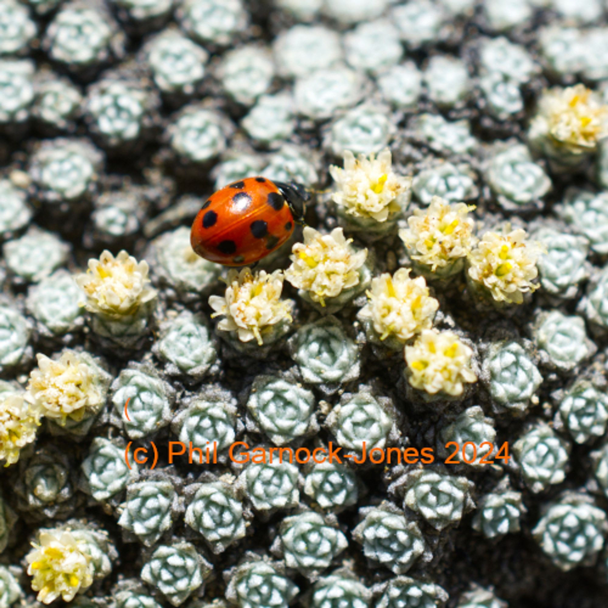 The surface of a silvery-grey cushion plant with tiny yellowish daisy flower-heads and a bright red ladybug.