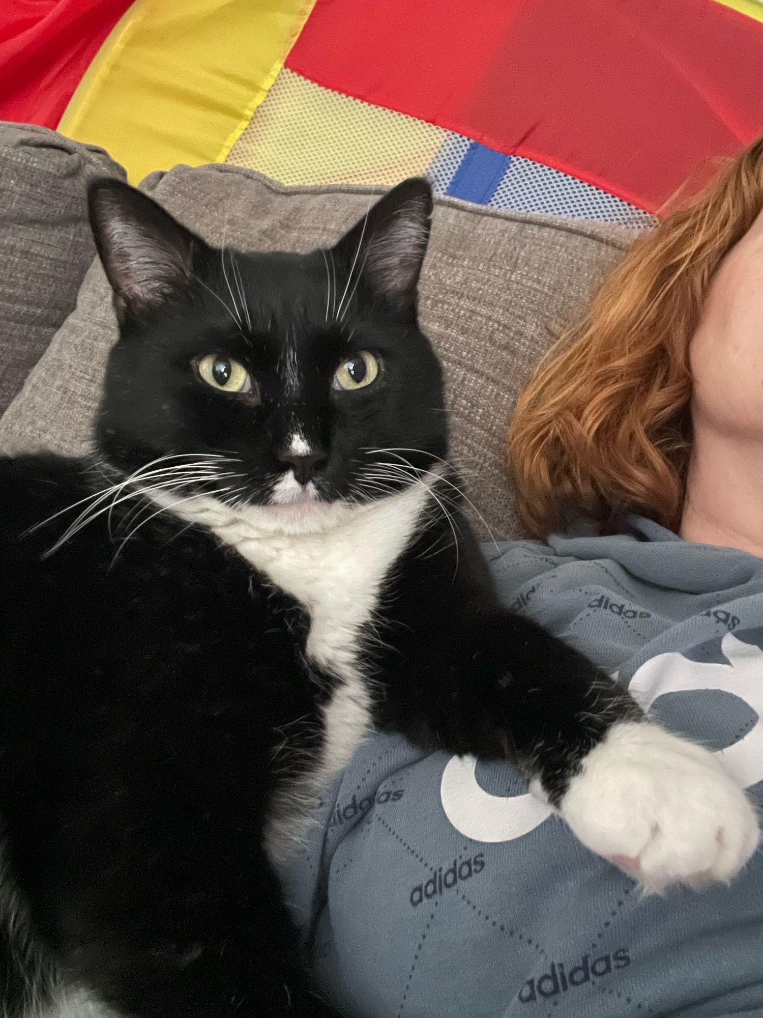 Tuxedo cat on me, his human.