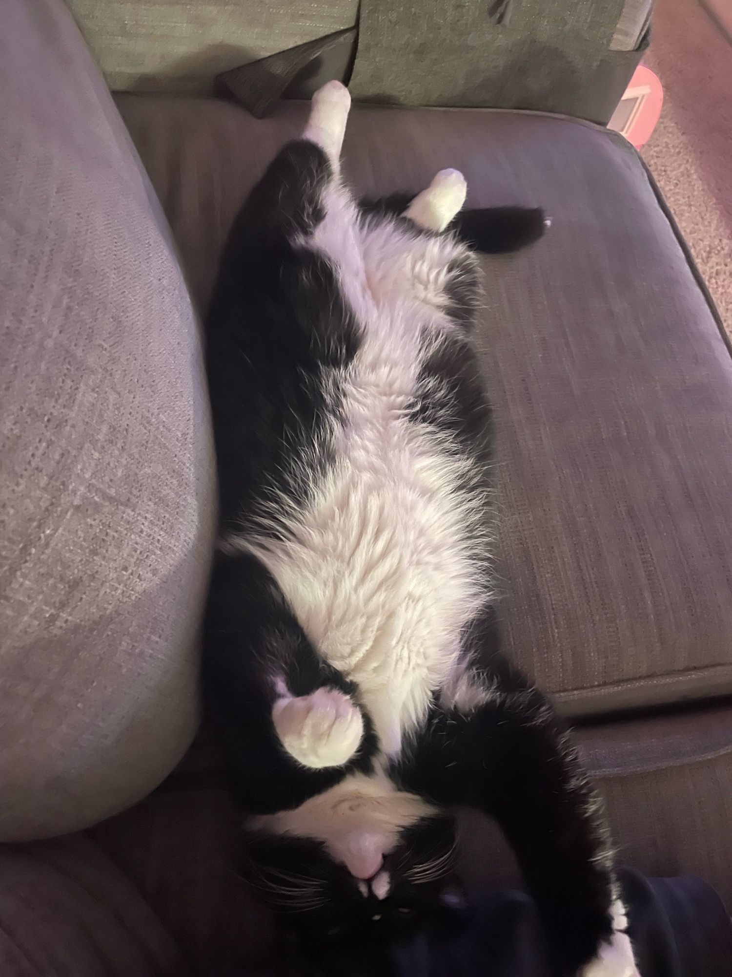 Black and white kitty laying on his back on a sofa.