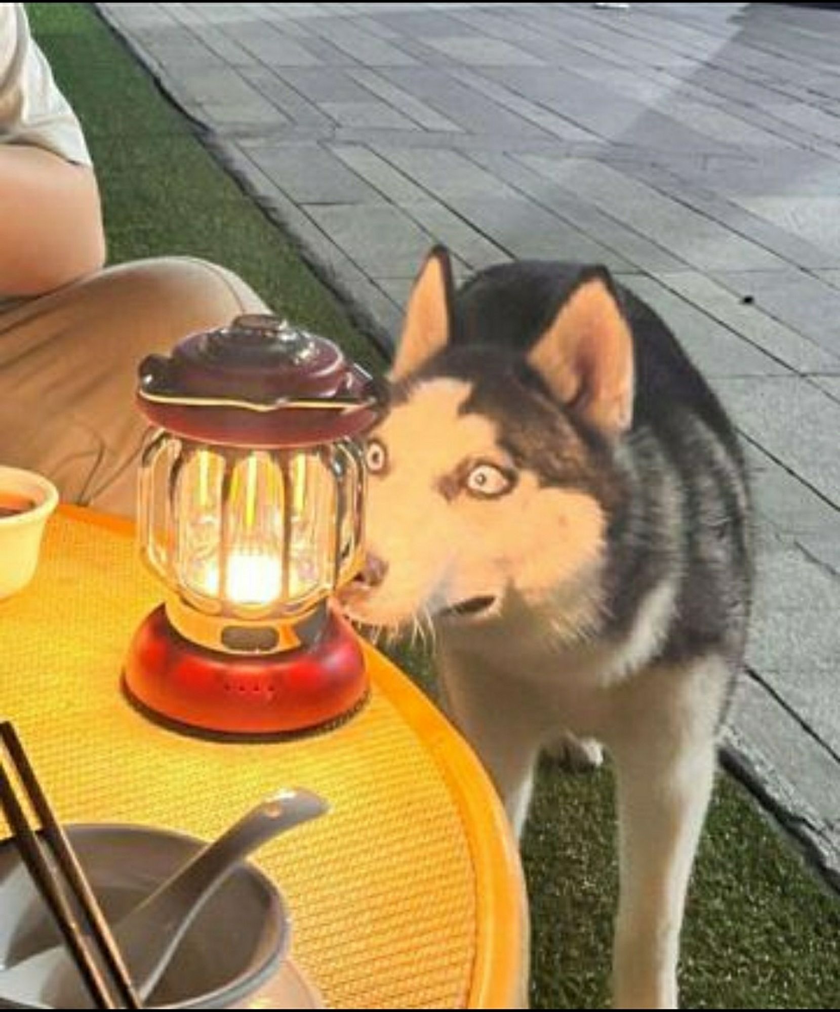 A dog stares at a lamp with very open eyes from way too up close.