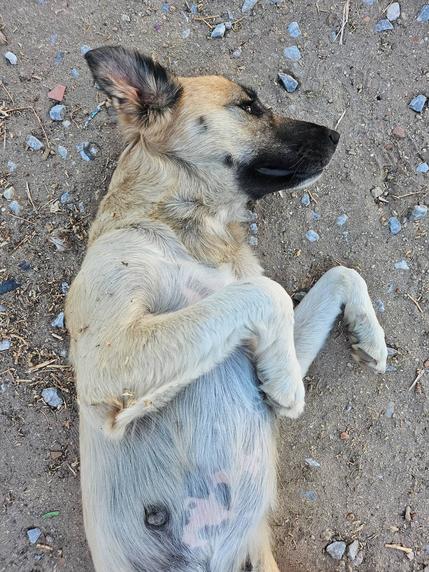 A young street dog in a funny pose where his paws are flopped, and he is looking at the camera from the corner of his eye