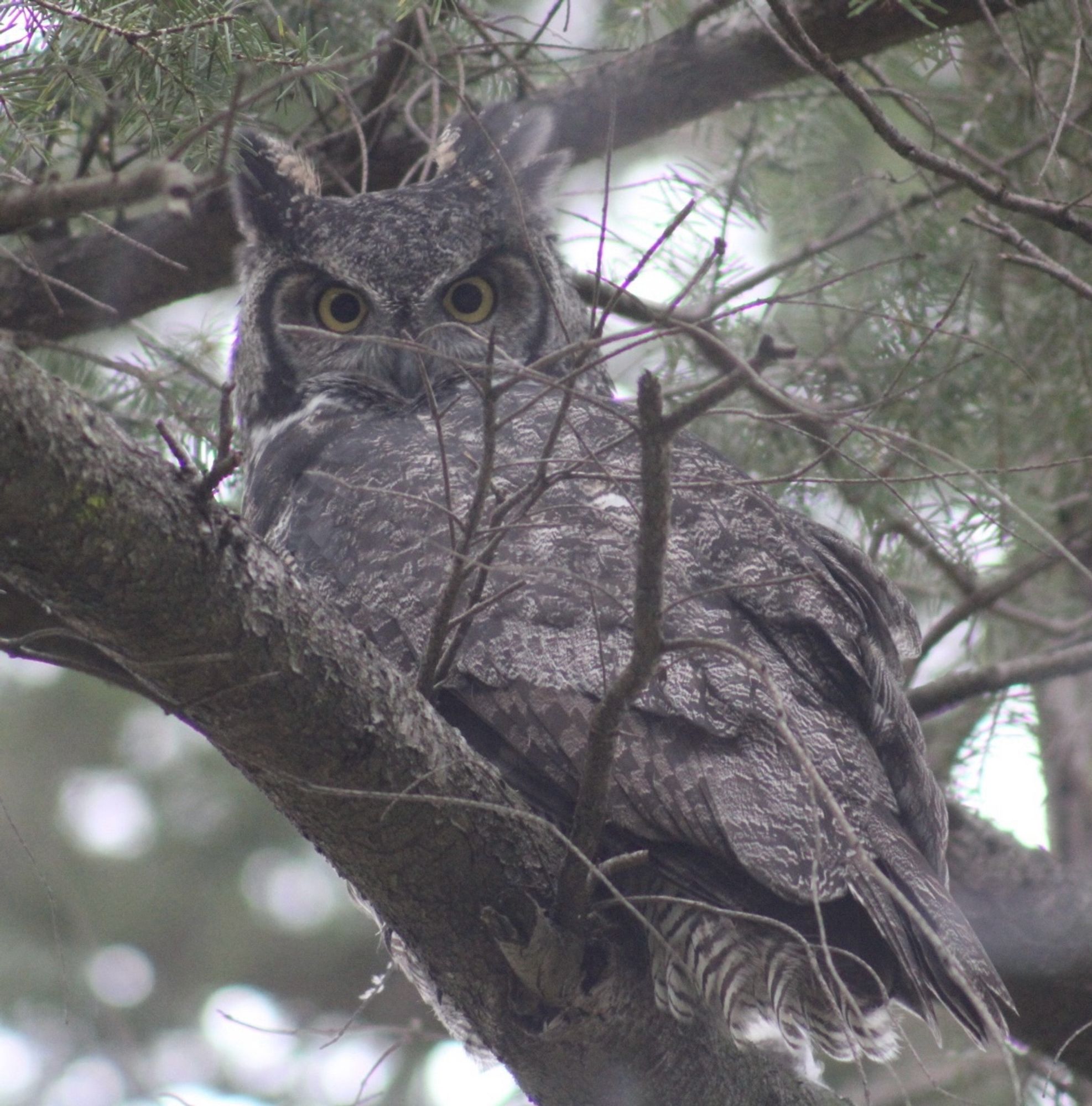 A great horned owl sits on a branch.