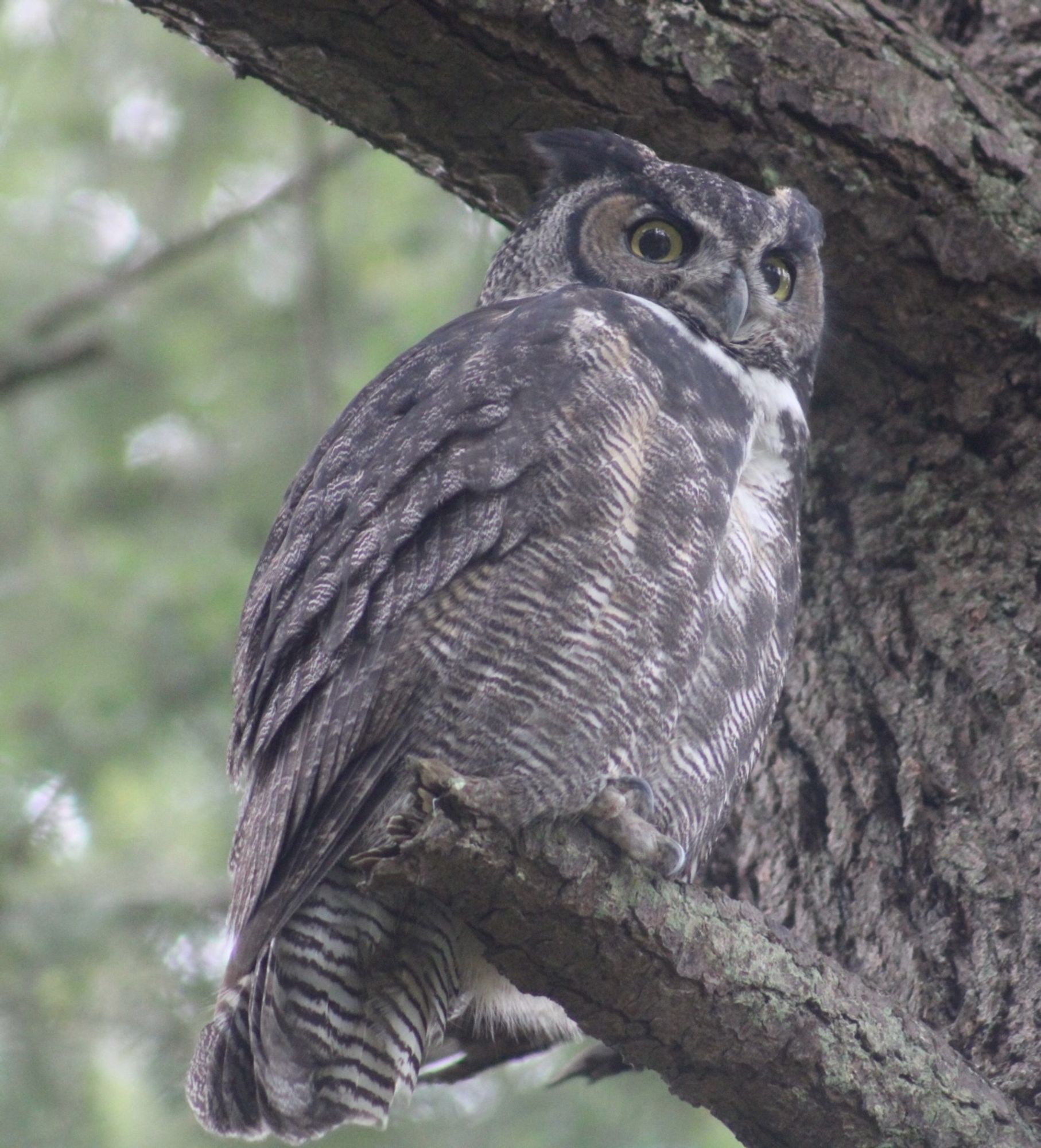 A great horned owl sits on a branch.