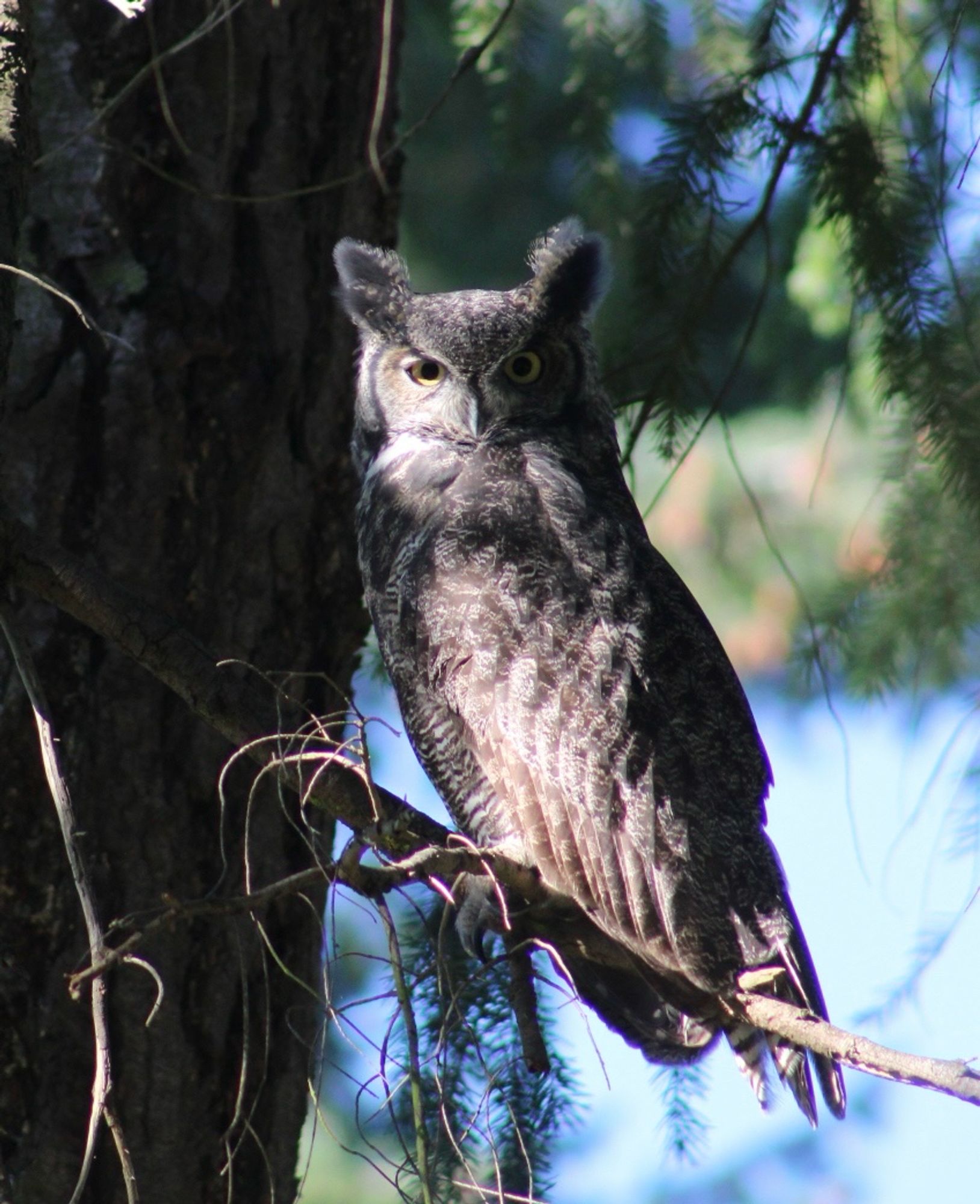 A great horned owl sits on a branch. 