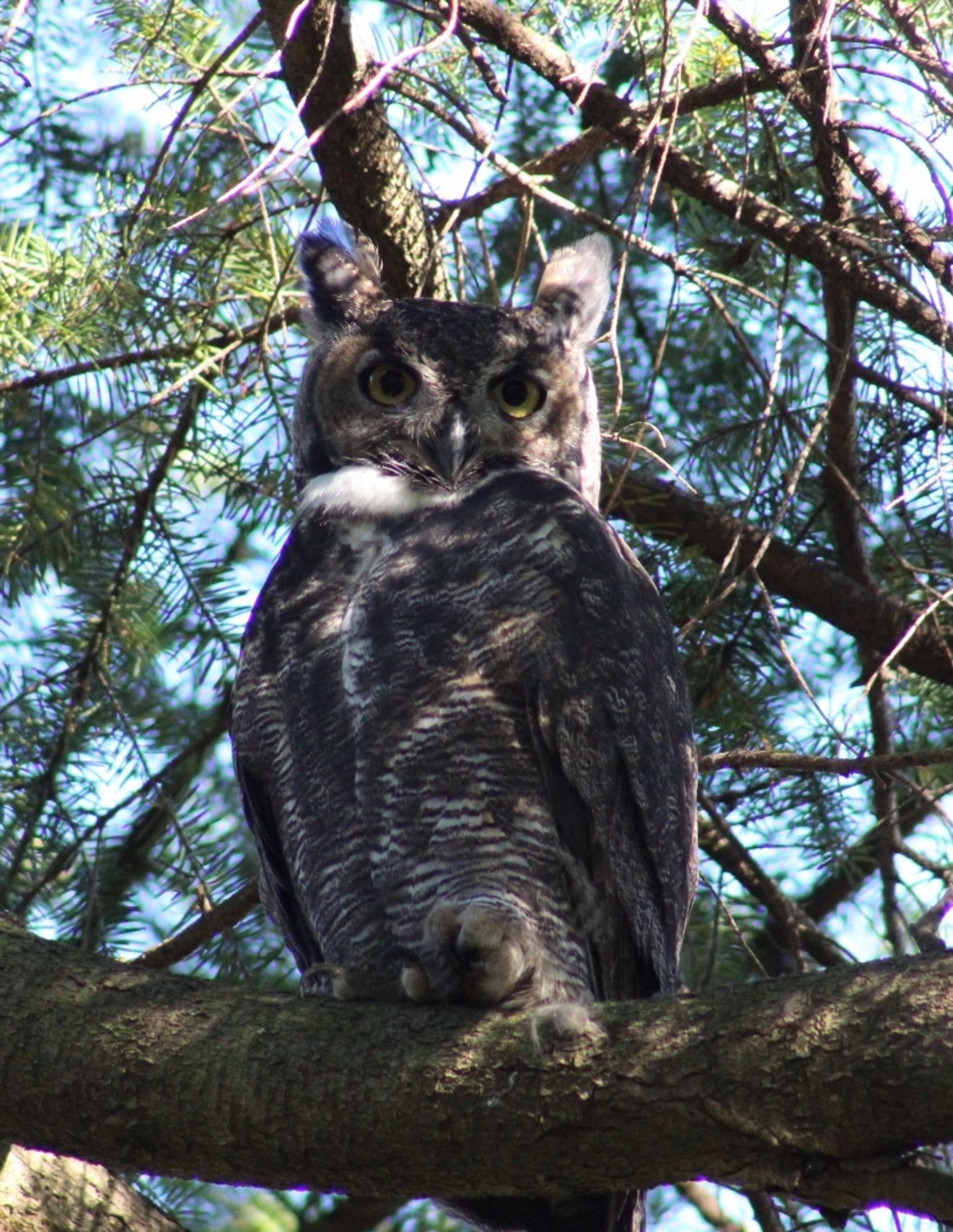 A great horned owl sits on a branch. 