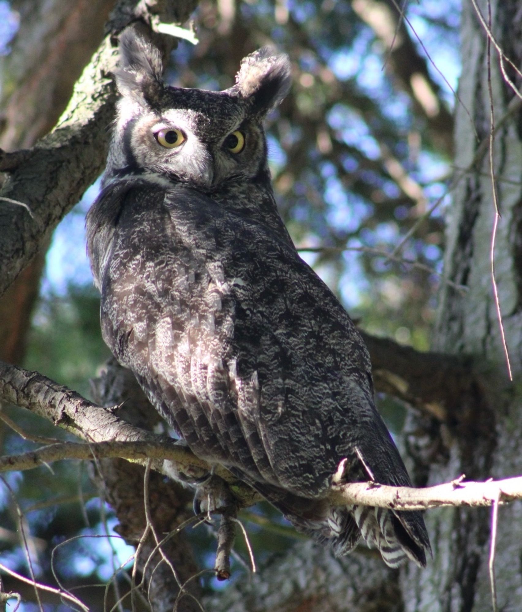 A great horned owl sits on a branch. 