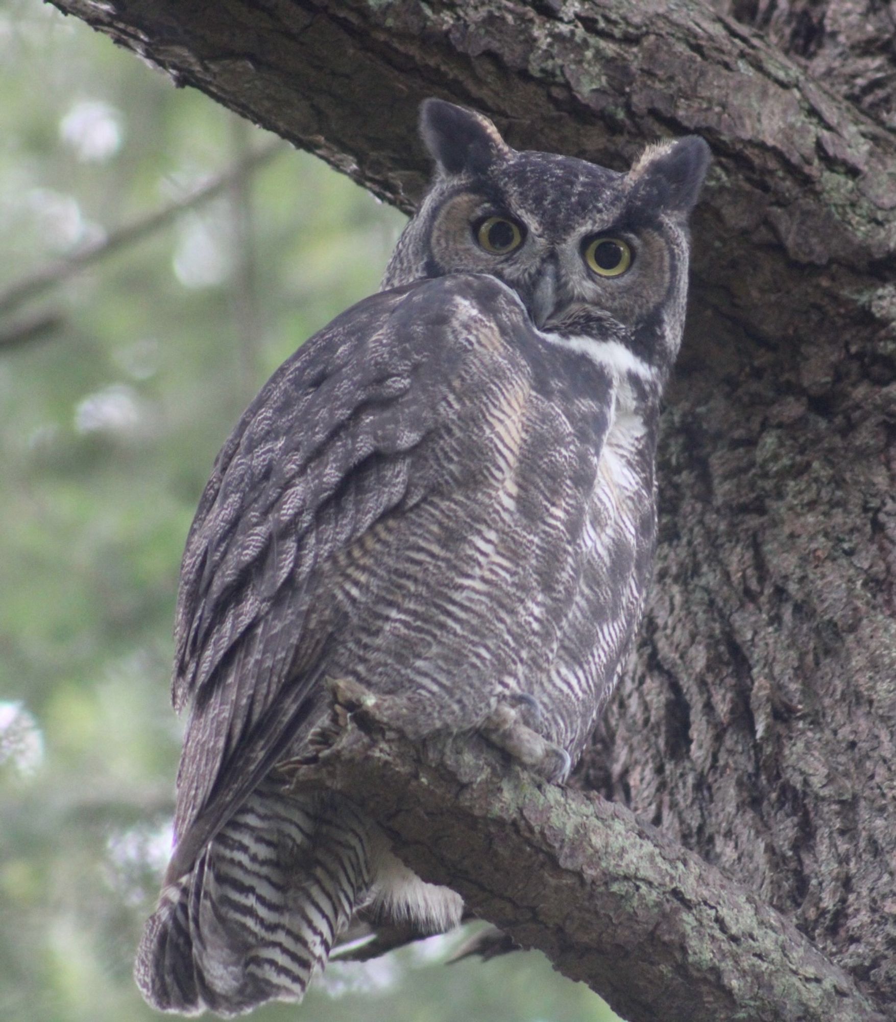 A great horned owl sits on a branch.